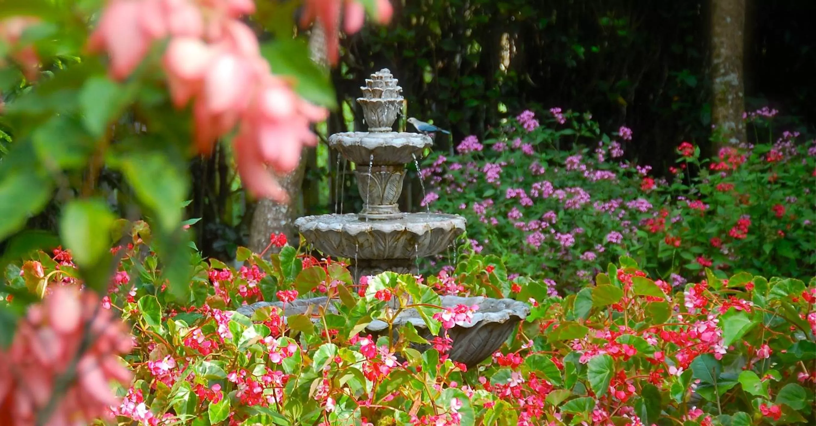 Day in Boquete Garden Inn