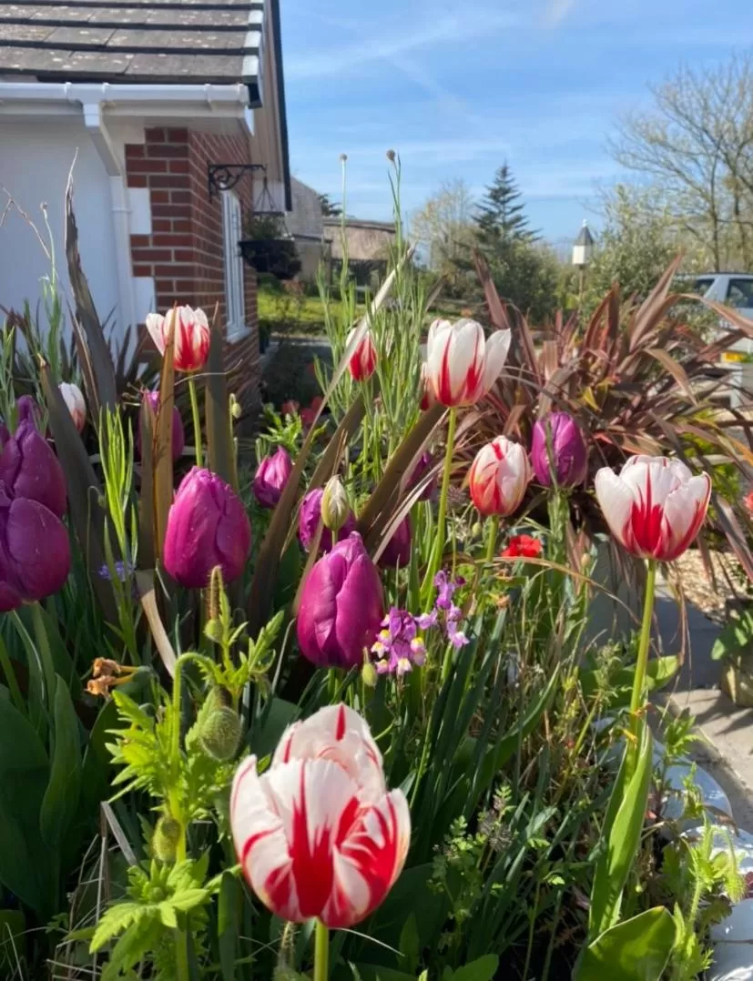 Garden in Toppesfield House B&B