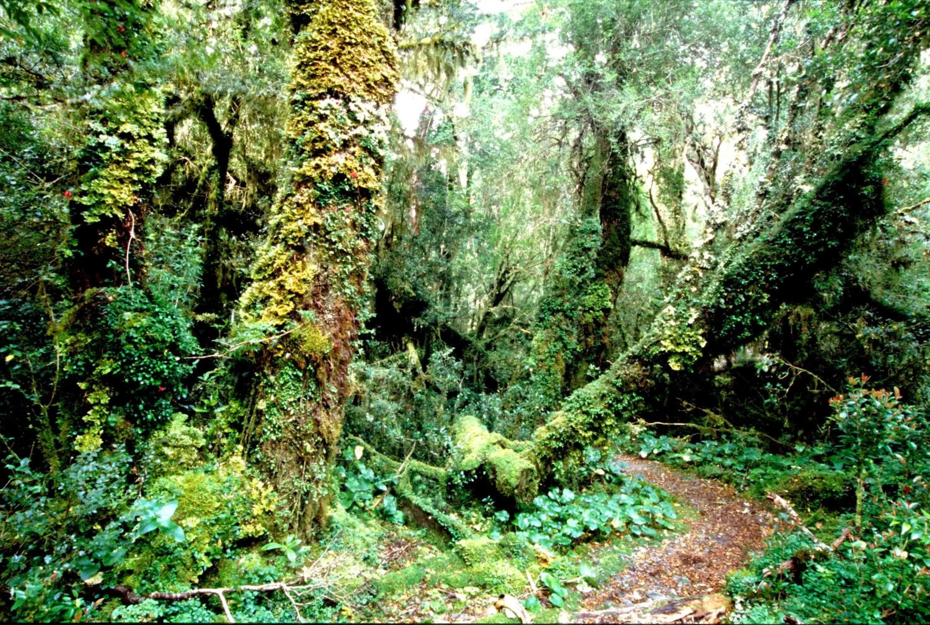Other, Natural Landscape in Posada Queulat