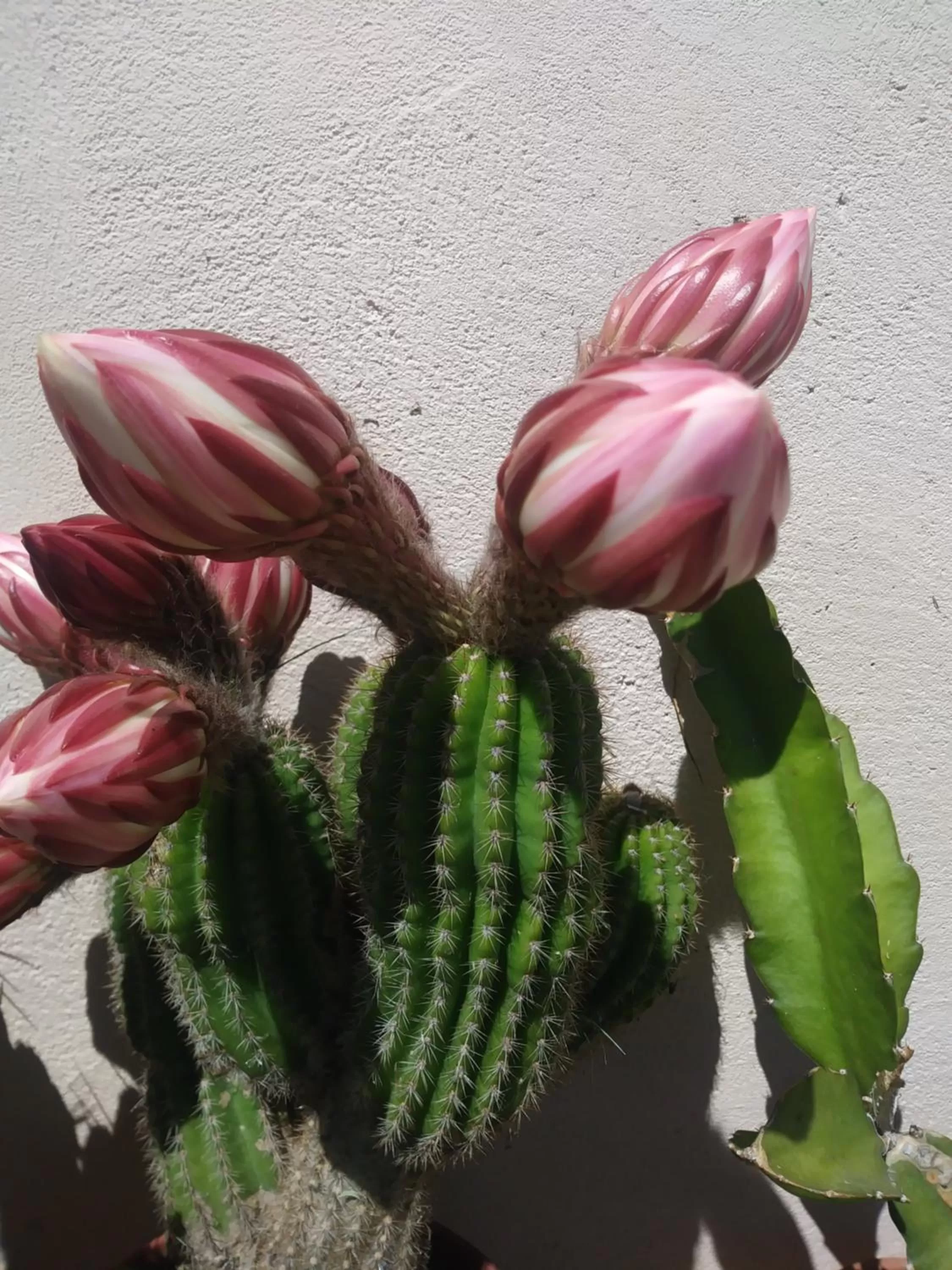 Garden in Poggio del Sole