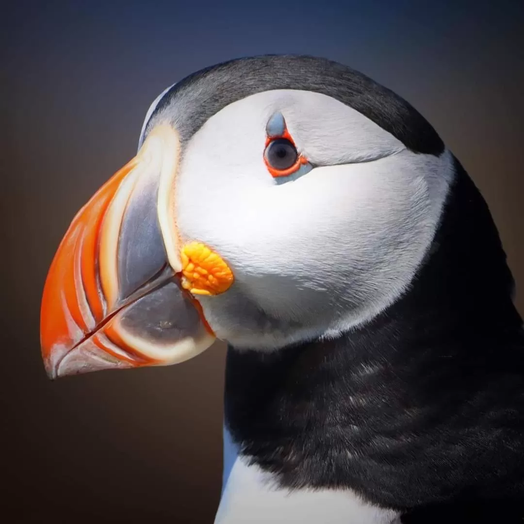 Animals, Other Animals in The Harbourside Inn & Cafe