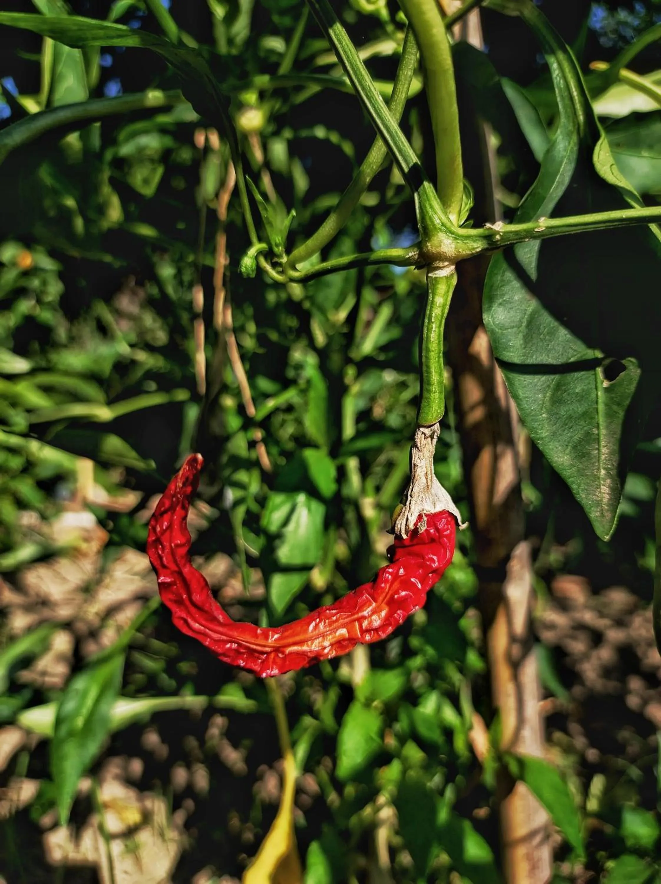 Garden in Grand Hotel Cocumella