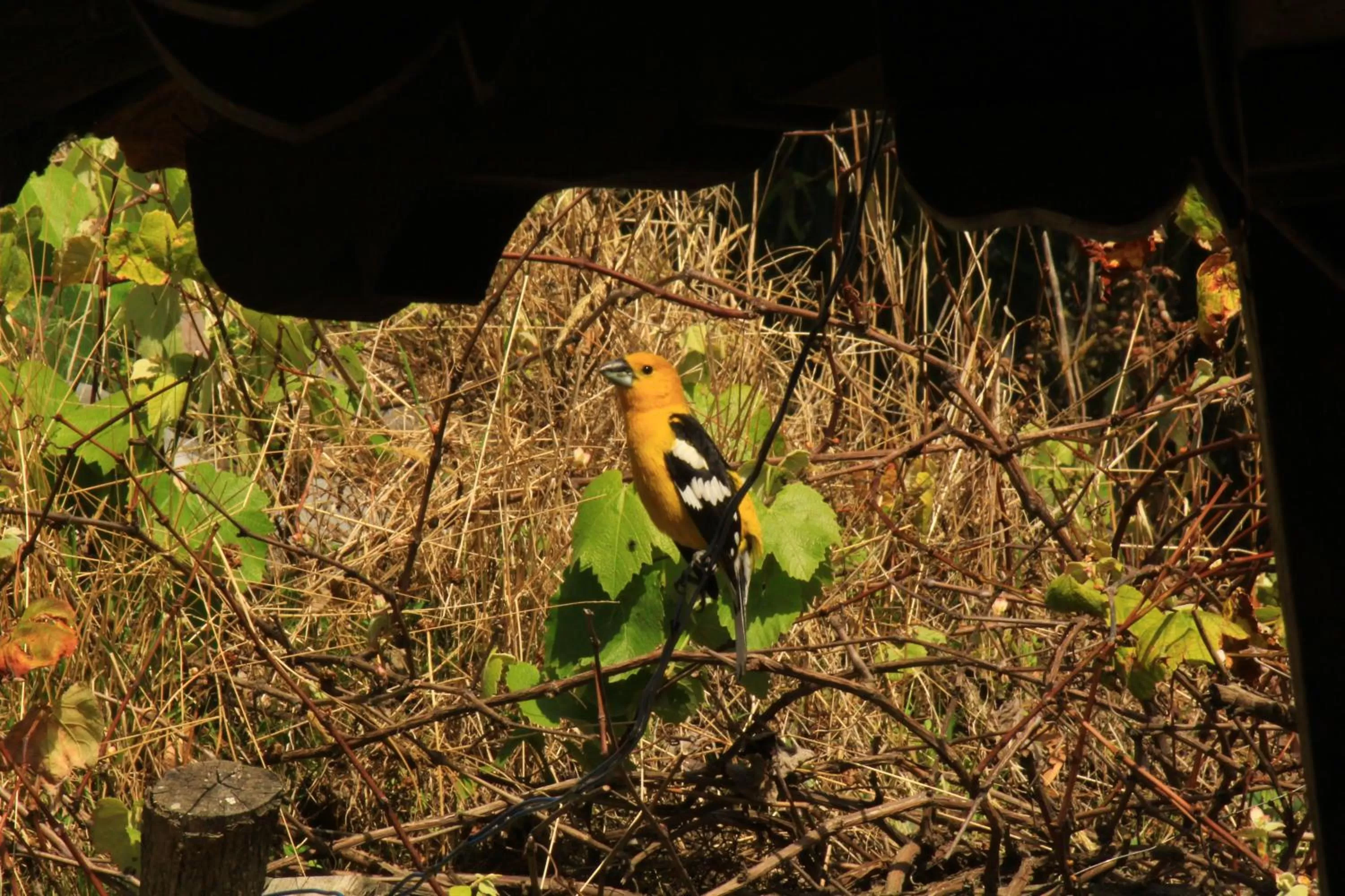 Animals, Other Animals in El Tio Hostal