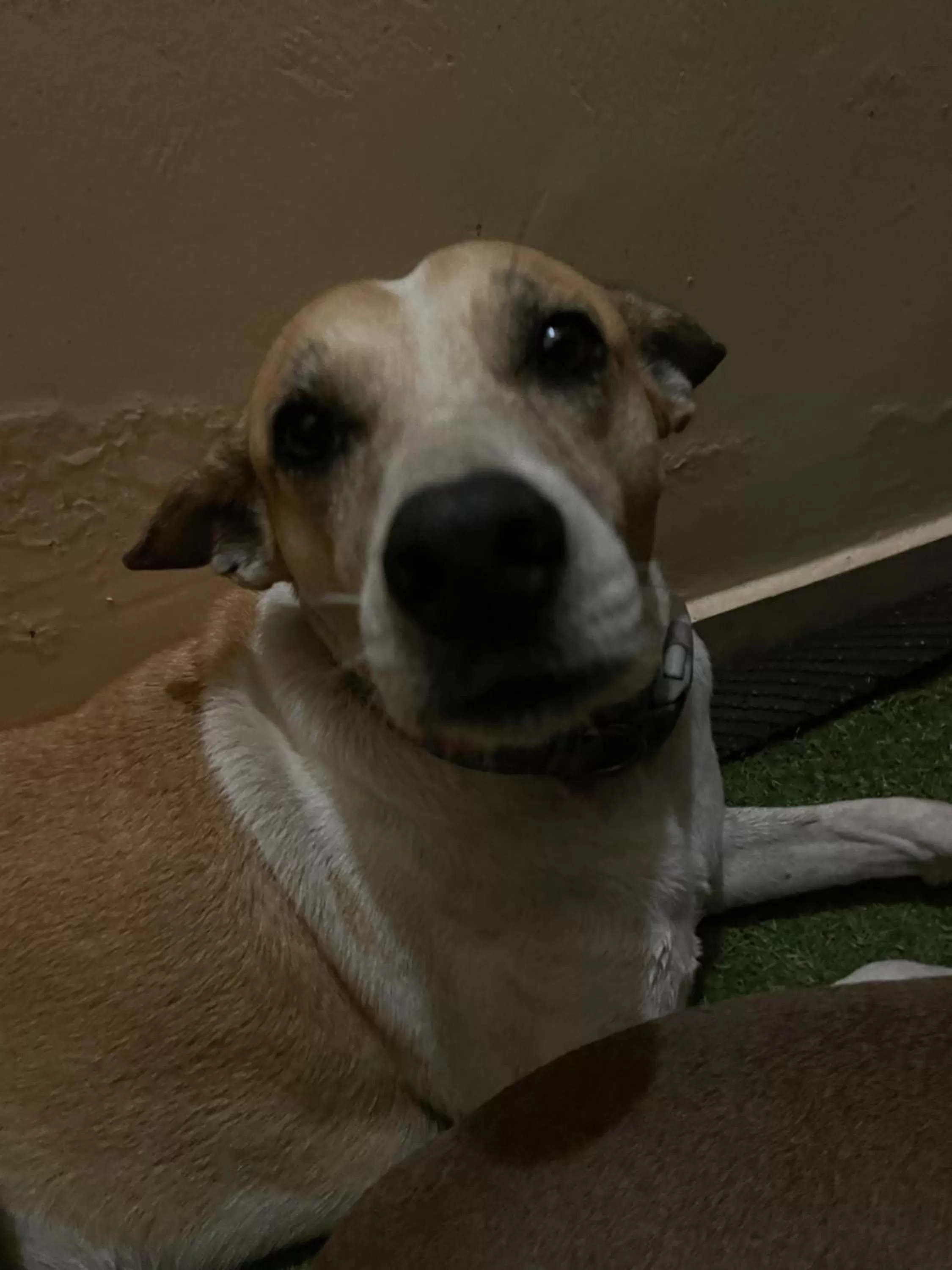 Pets in Palms Lounge Cabarete