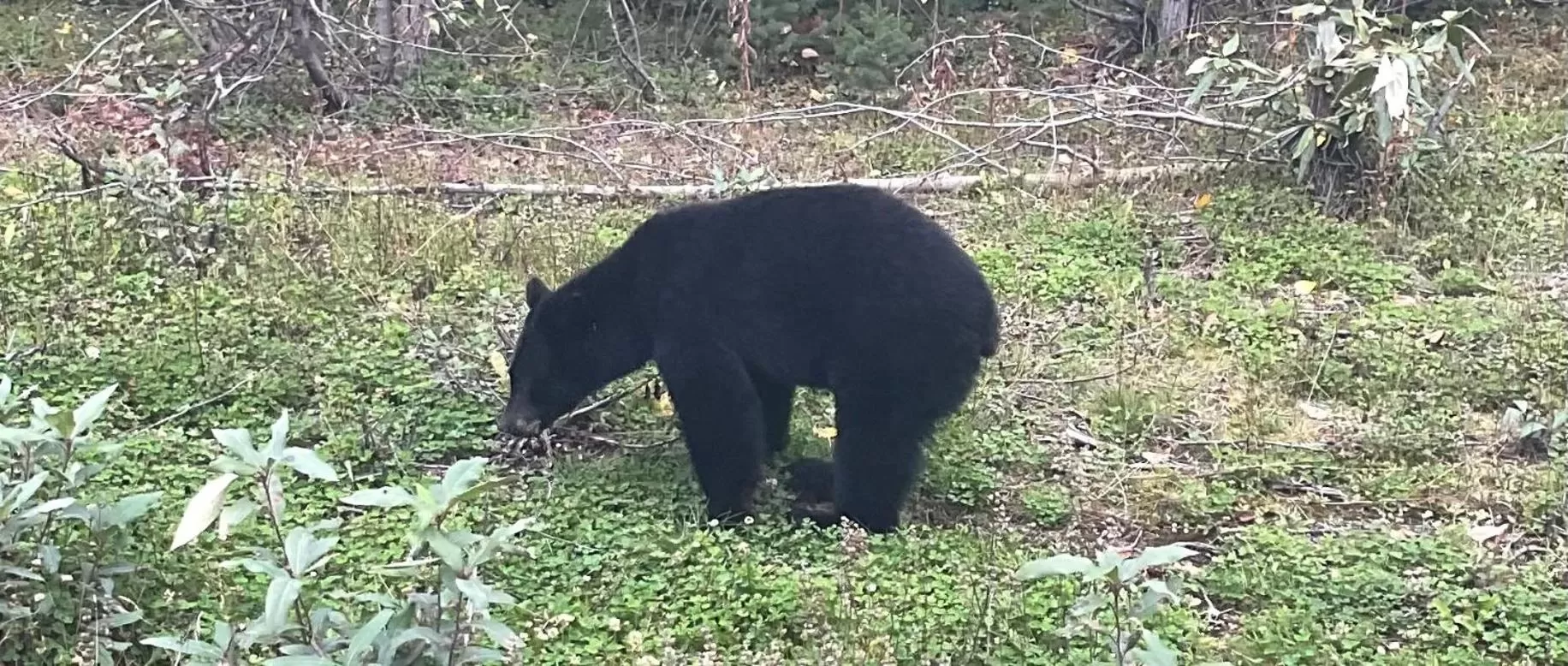 Other Animals in Northway Motor Inn