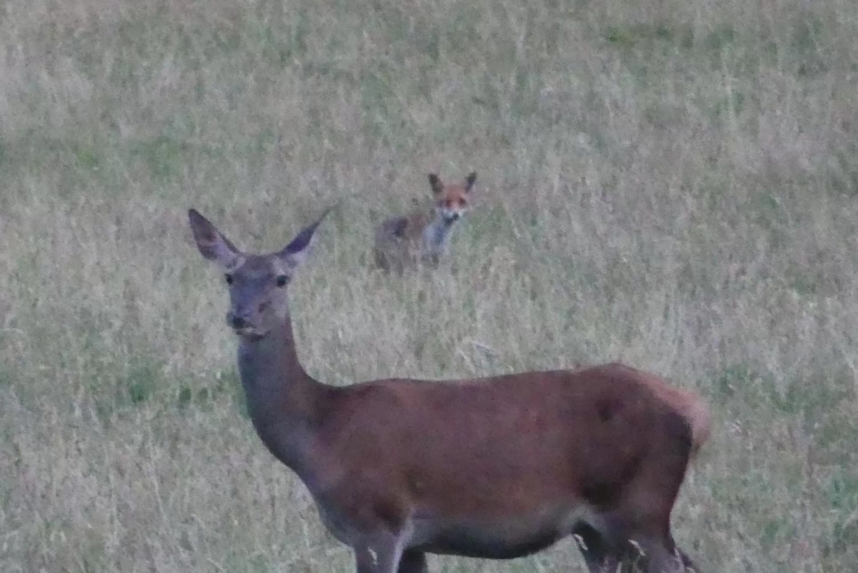 Other Animals in Chambres et Table d'Hôtes Les Machetières