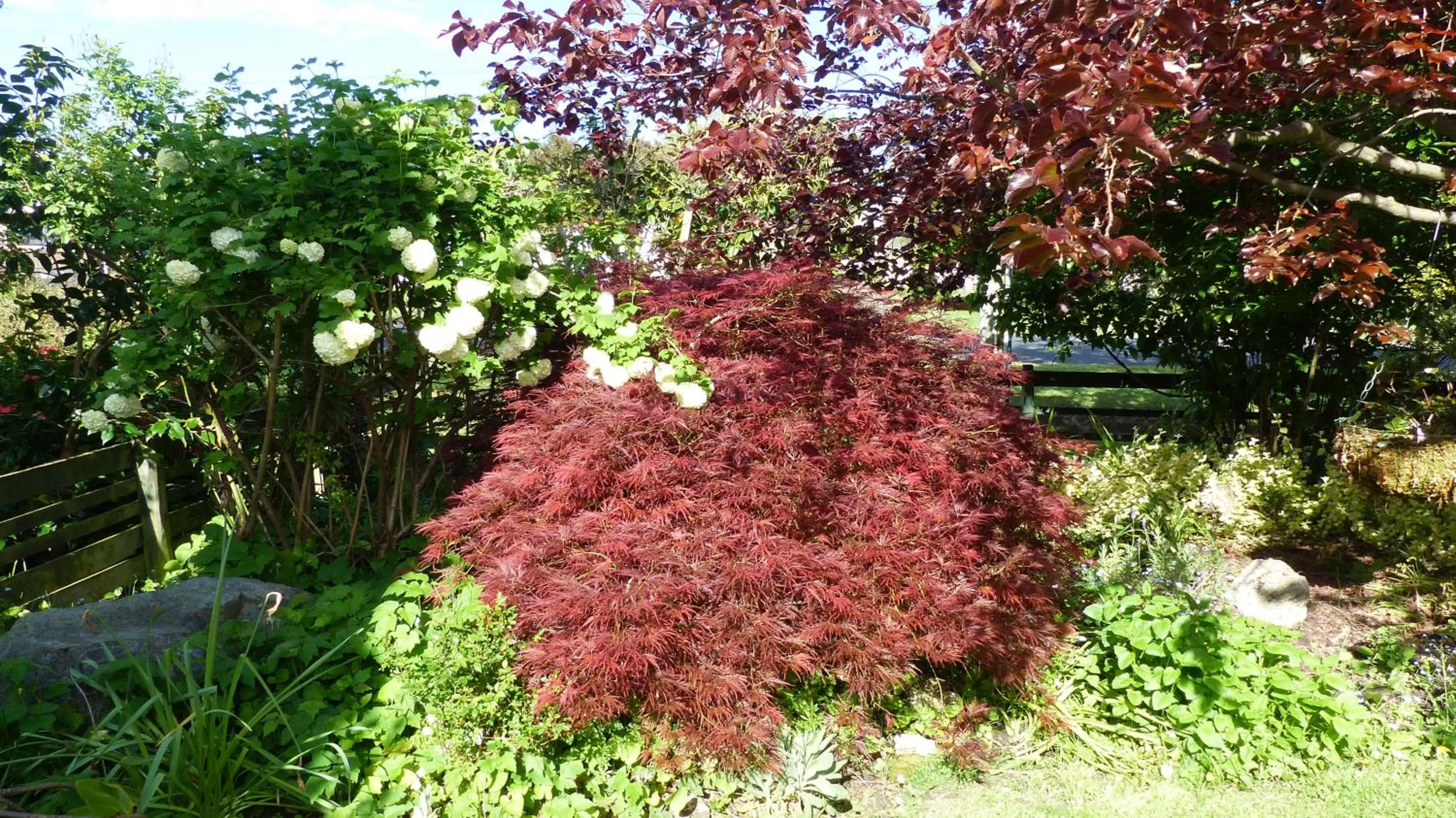 Garden view, Garden in Ashcroft Gardens Bed & Breakfast