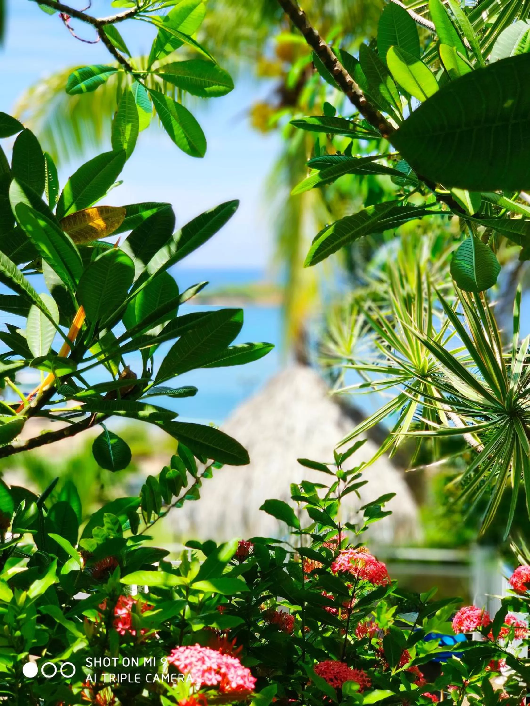 Garden in Hotel Le Manguier
