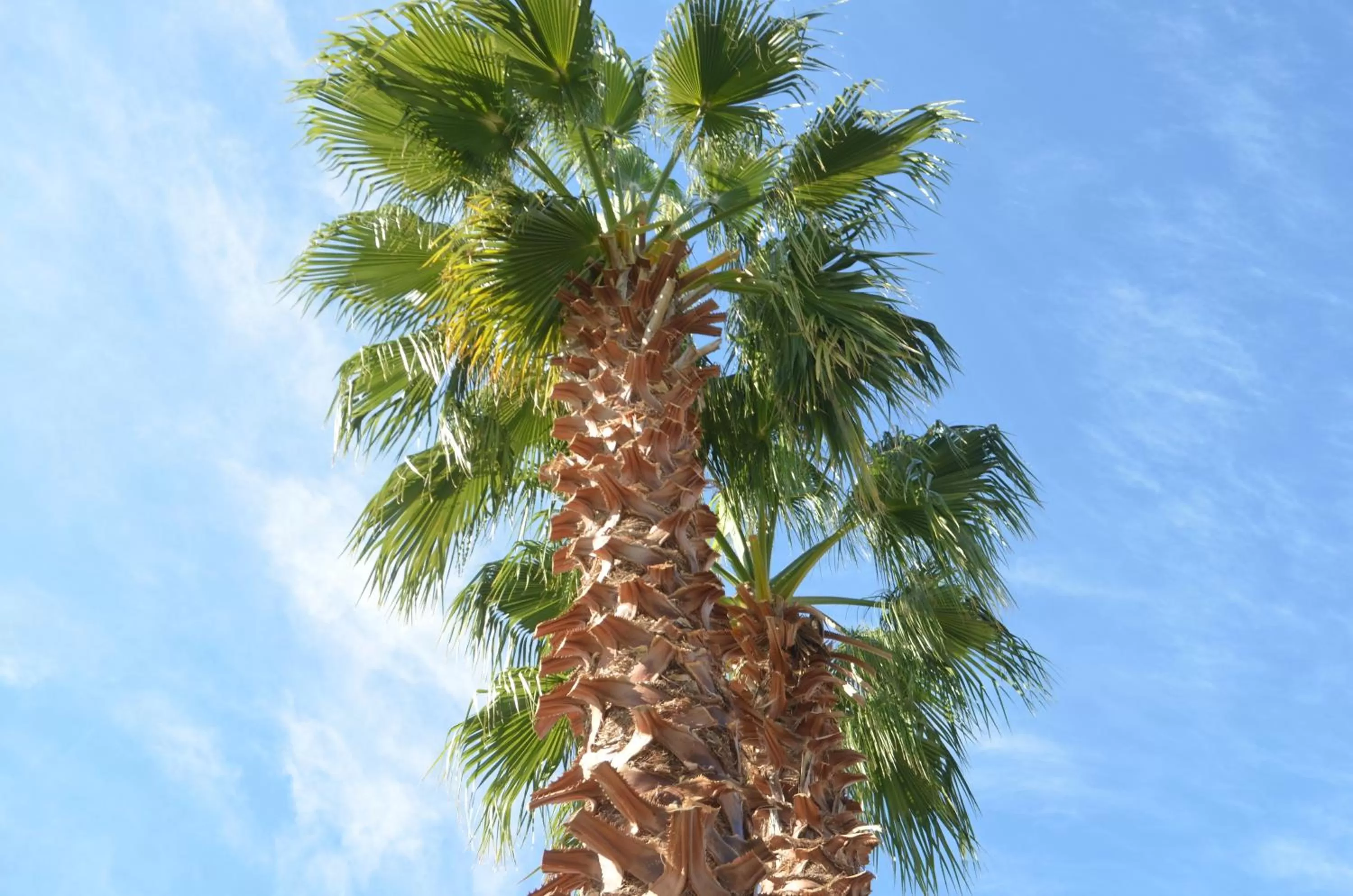 Garden in Ten Dollar Town Motel