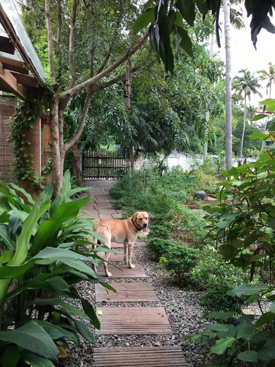 Garden, Pets in Villa Akasa
