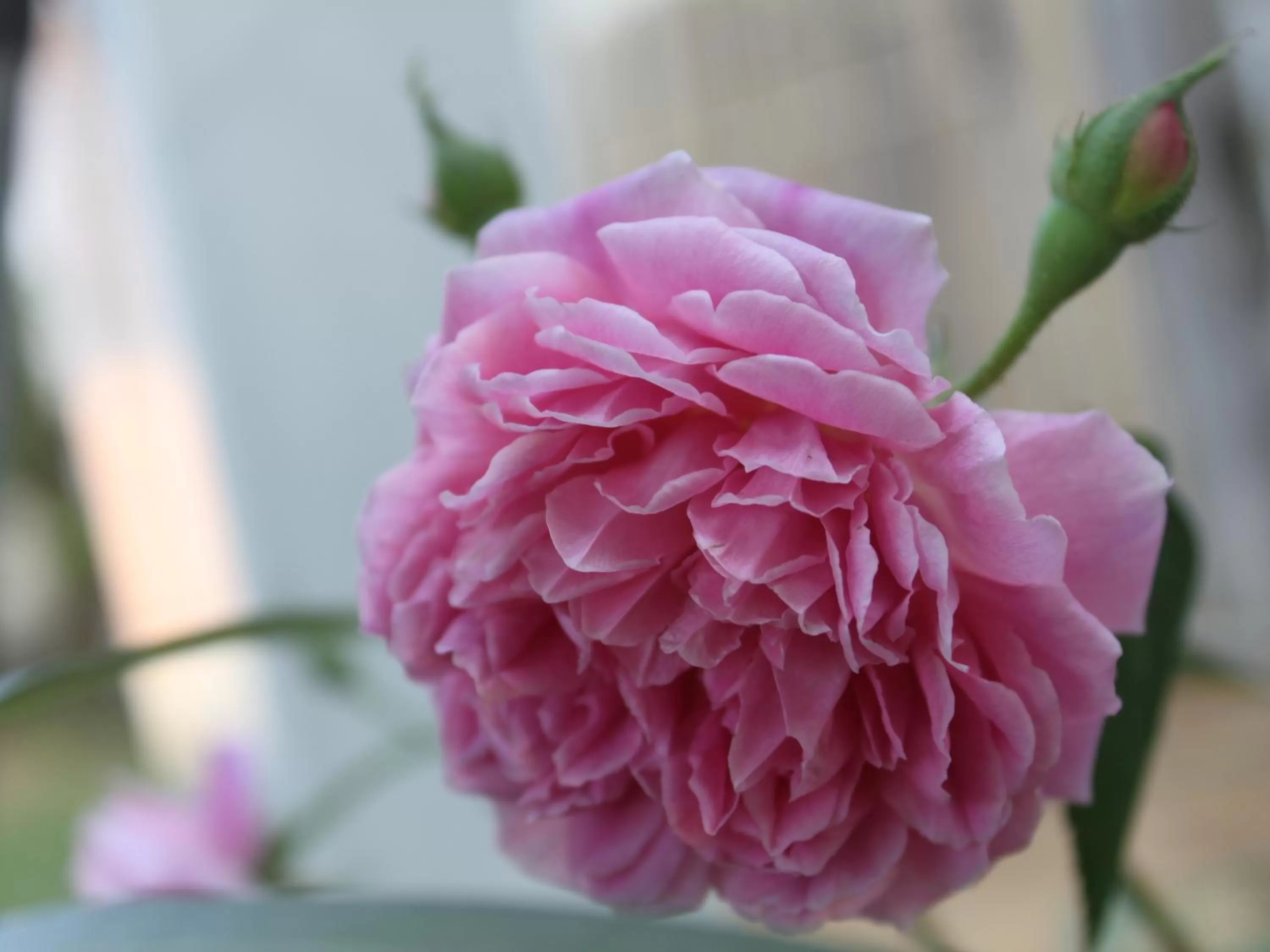 Natural landscape in Lada House