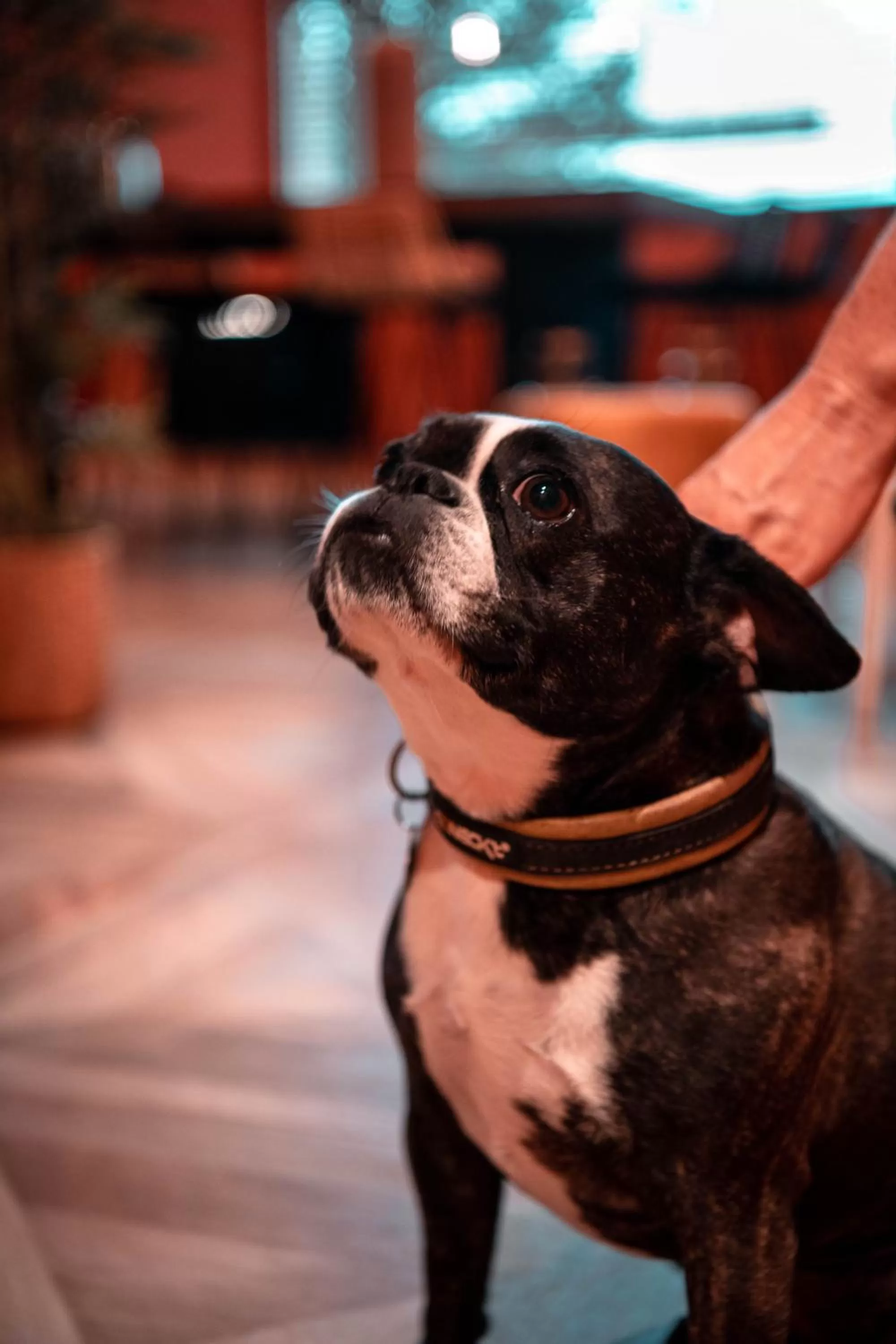 Animals in ibis Styles Boulogne sur Mer Centre Cathédrale