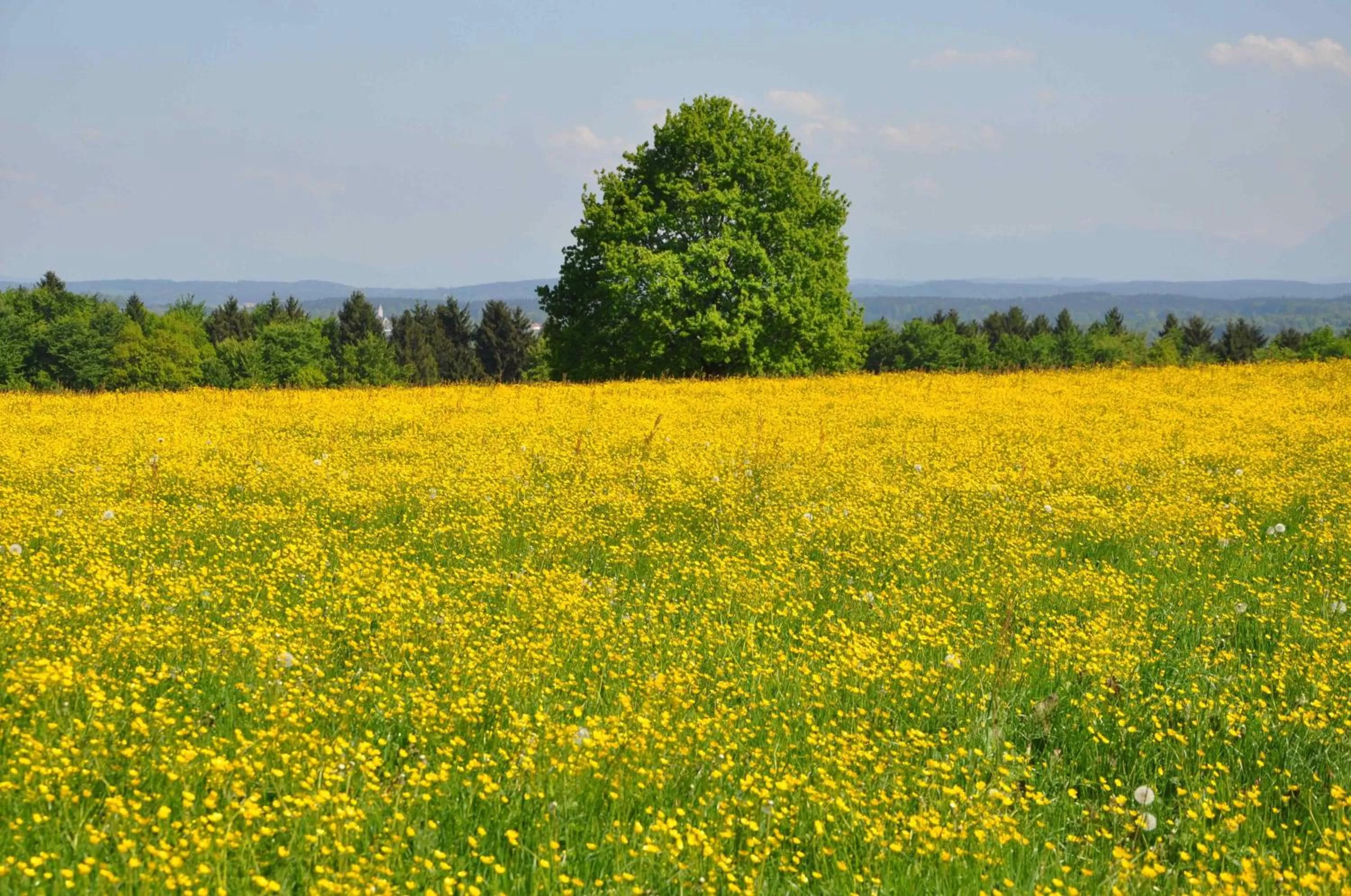Area and facilities in Bed and Breakfast Bavaria München