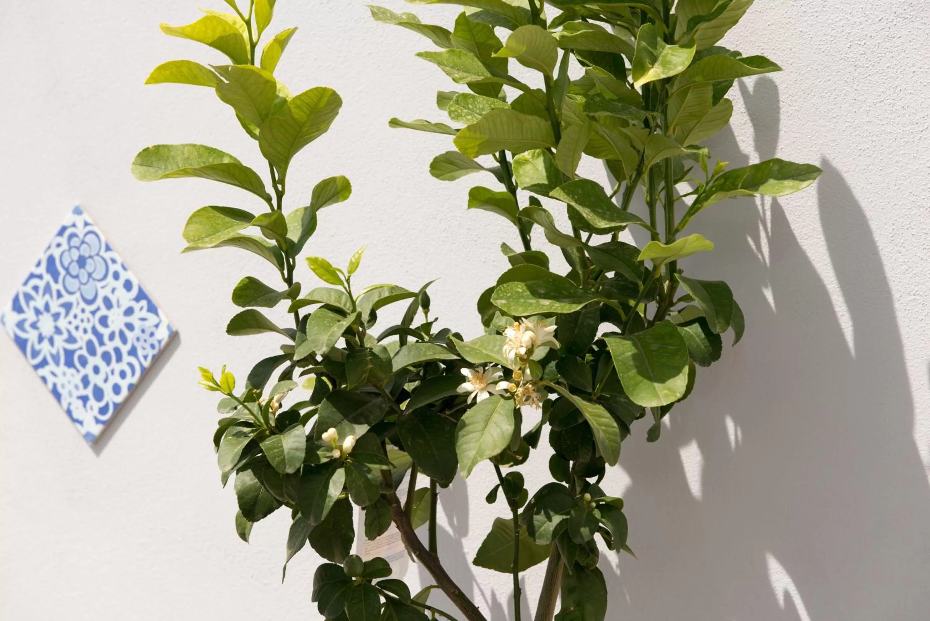 Decorative detail in Nolana '86