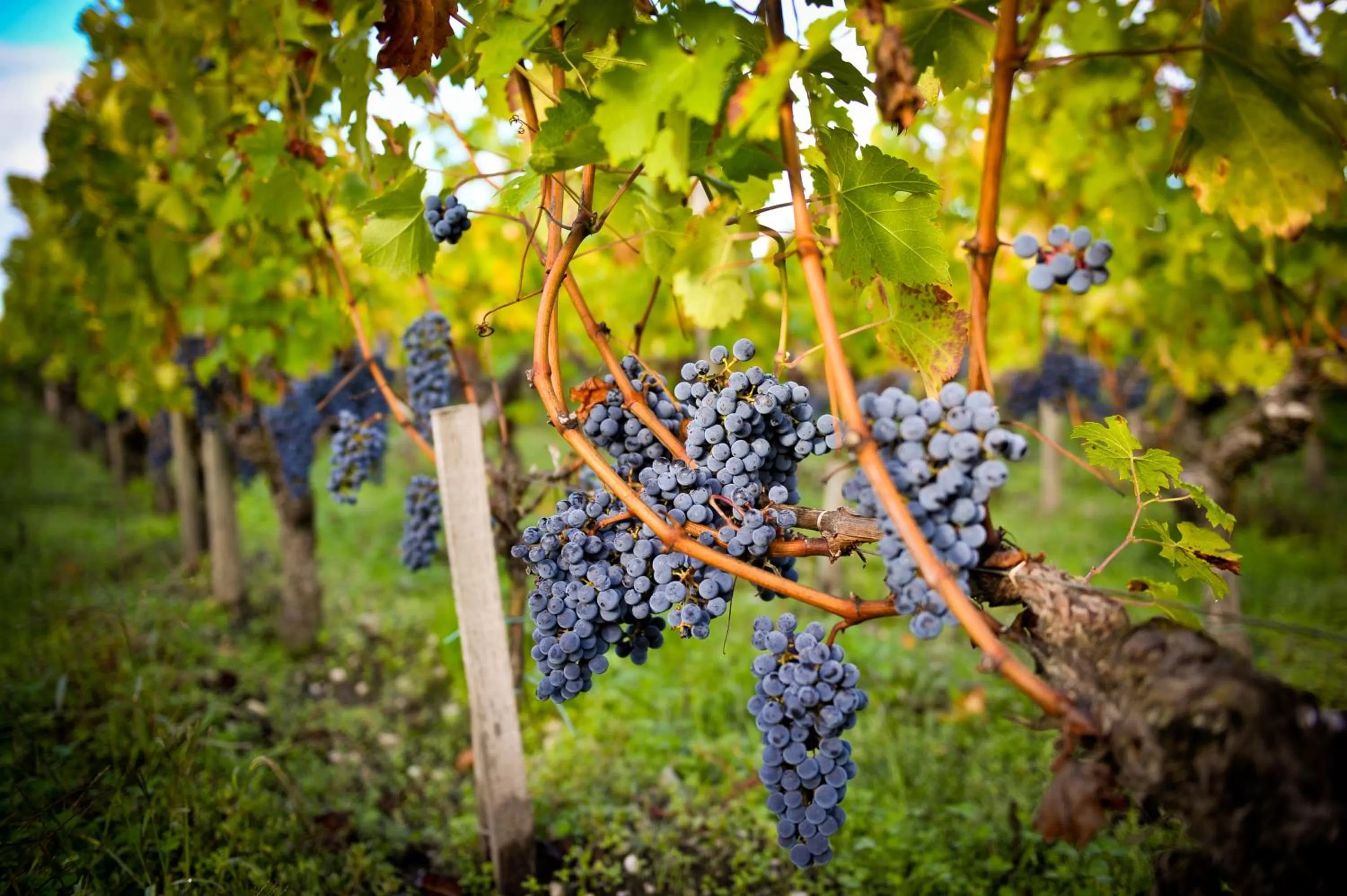 Area and facilities in Château Pape Clément