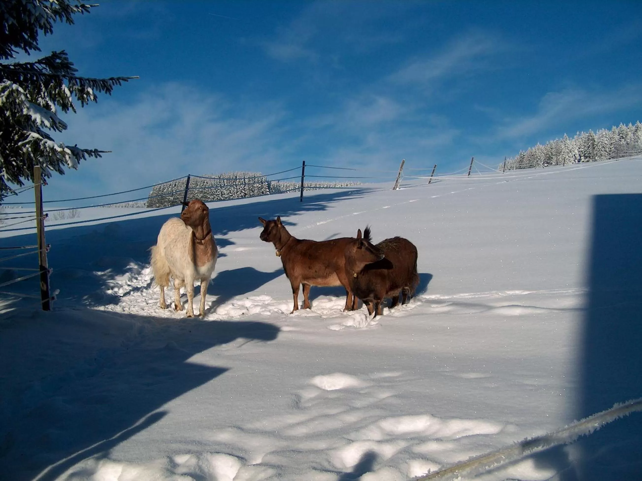 Winter in ZUR TRAUBE Schwarzwaldhotel & Restaurant am Titisee