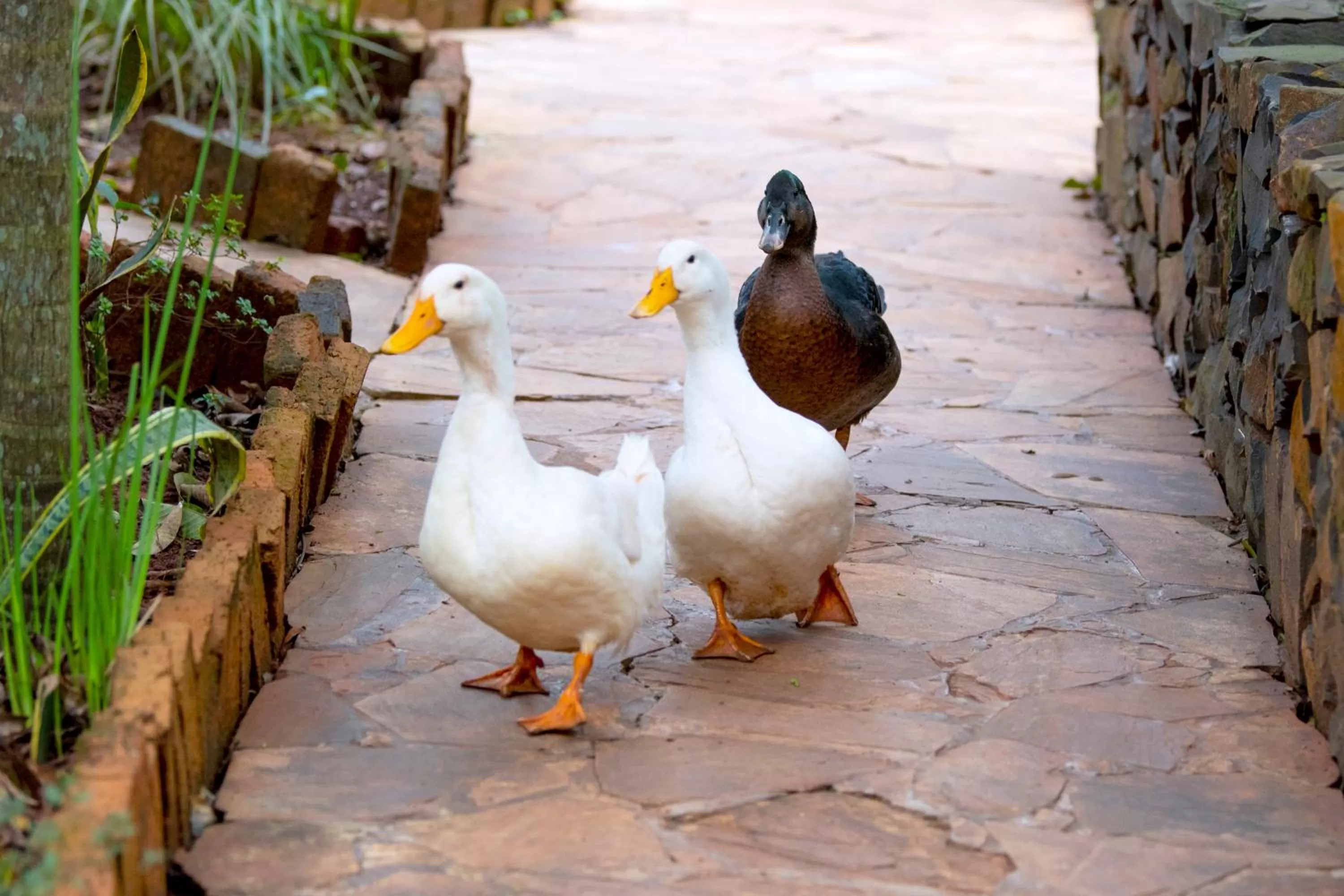 Animals, Other Animals in La Cautiva Iguazú Hotel