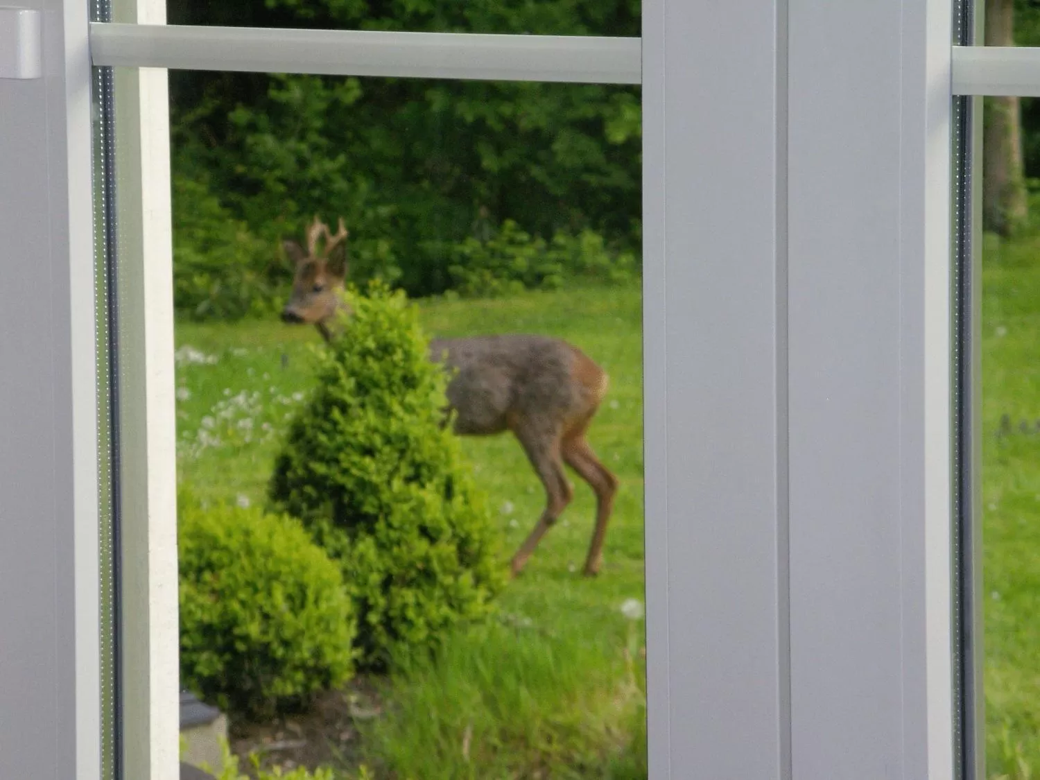 Animals in Hotel Malcot