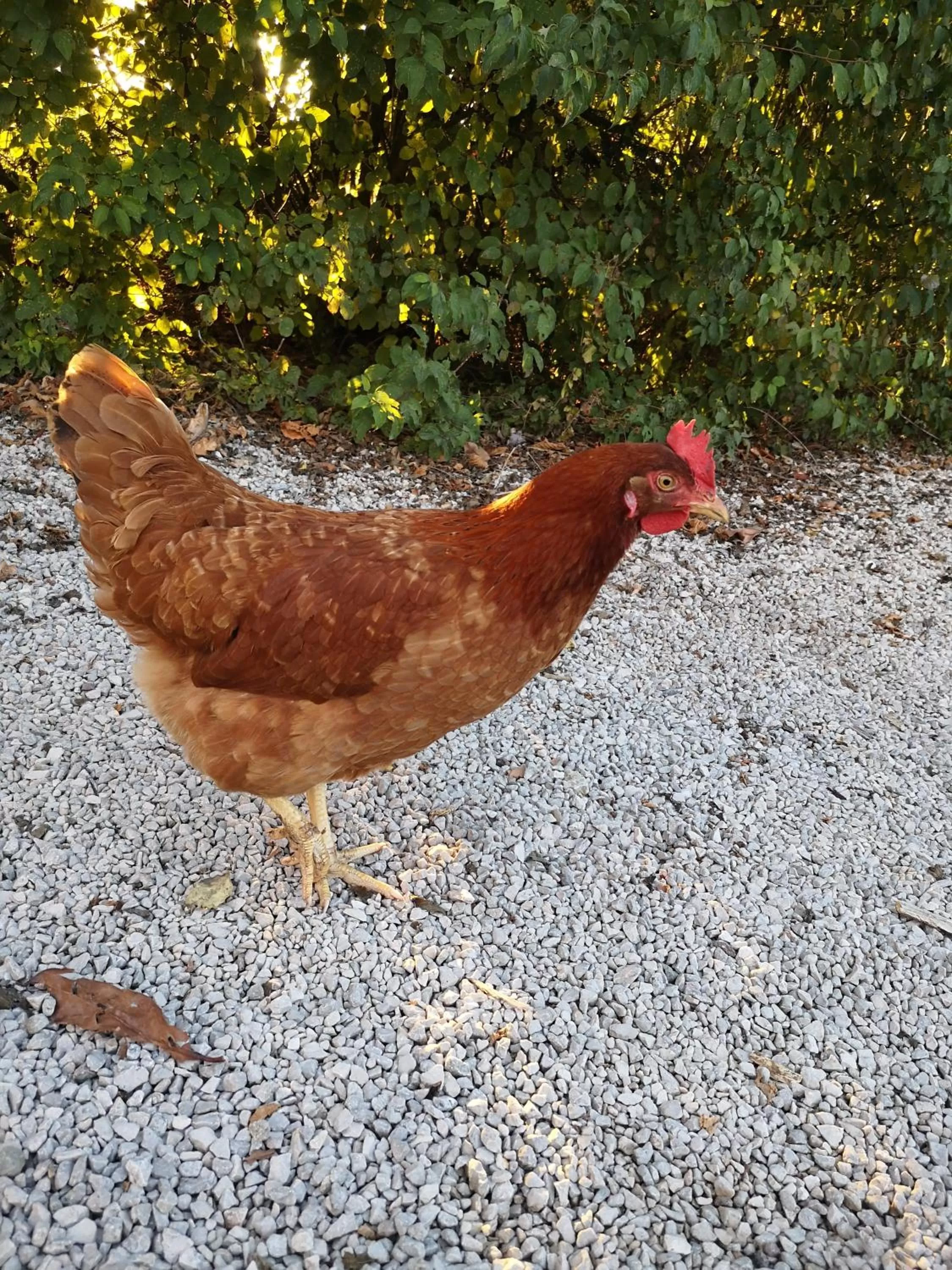 Animals in Domaine de la Borde