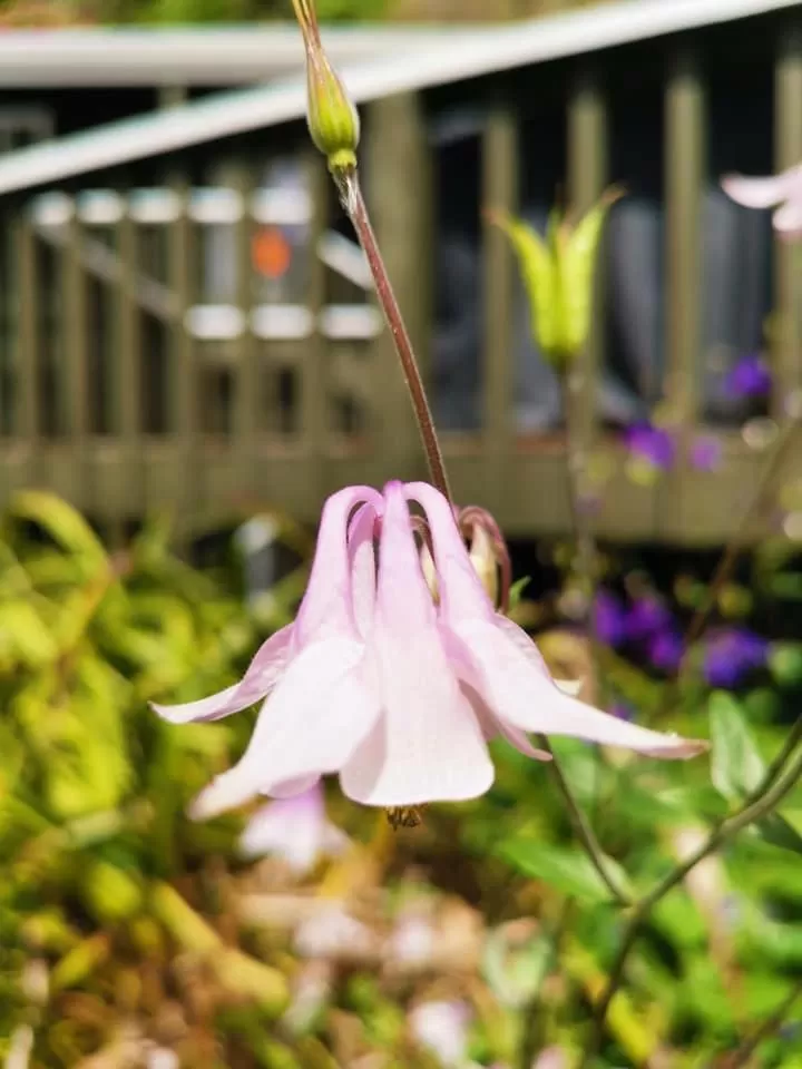 Garden in Sportsmans Lodge Turangi