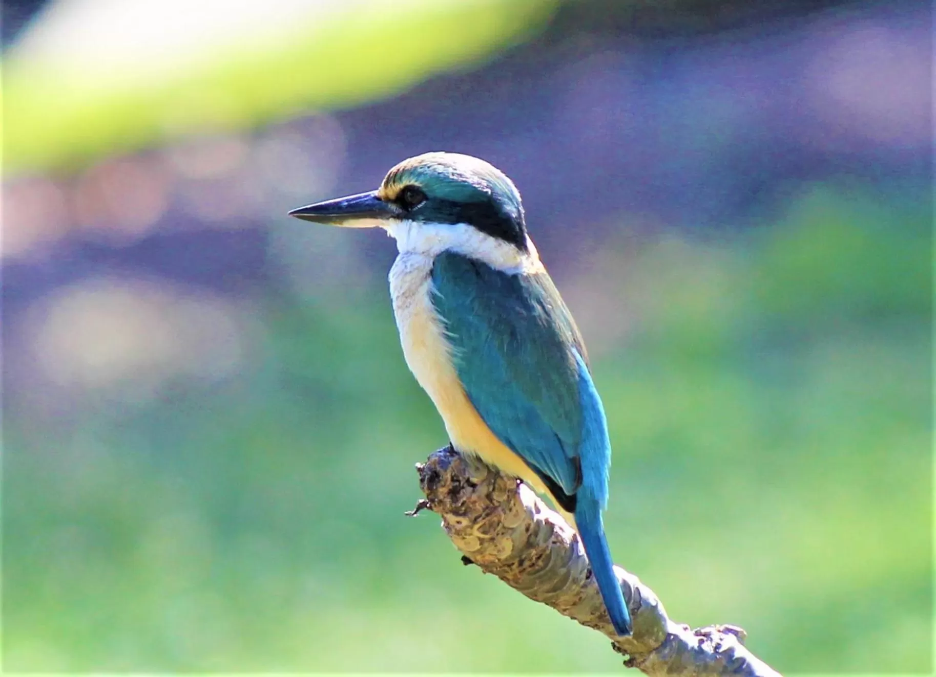 Activities in Lake Central Cairns