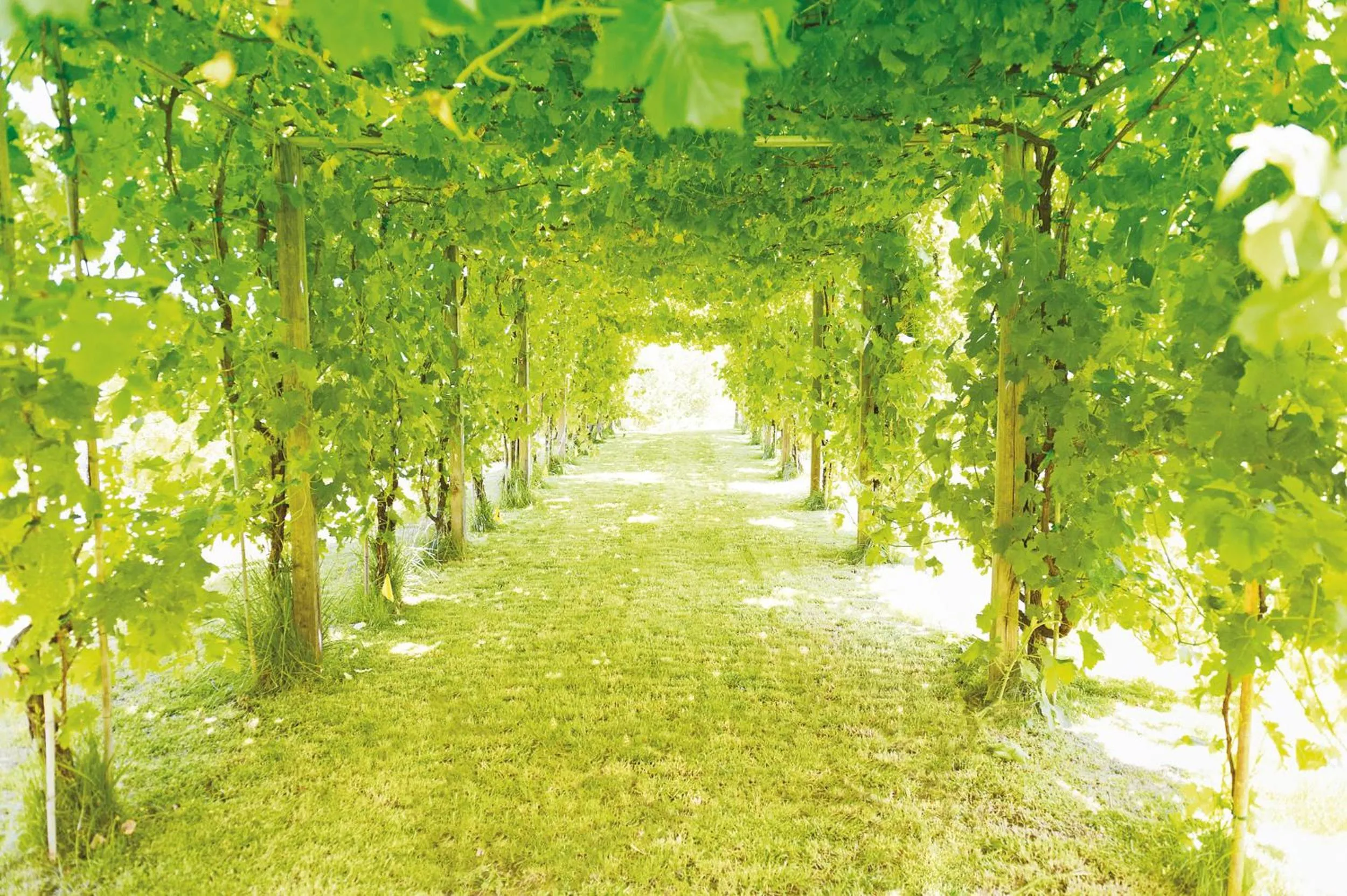 Facade/entrance in Roccafiore Wine Resort & Spa