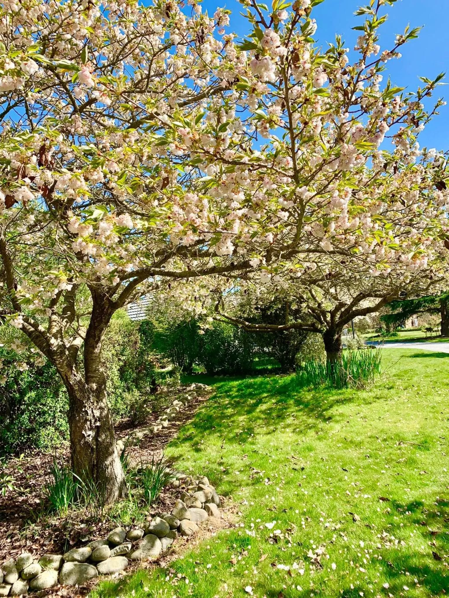 Spring in Newlands Bed and Breakfast