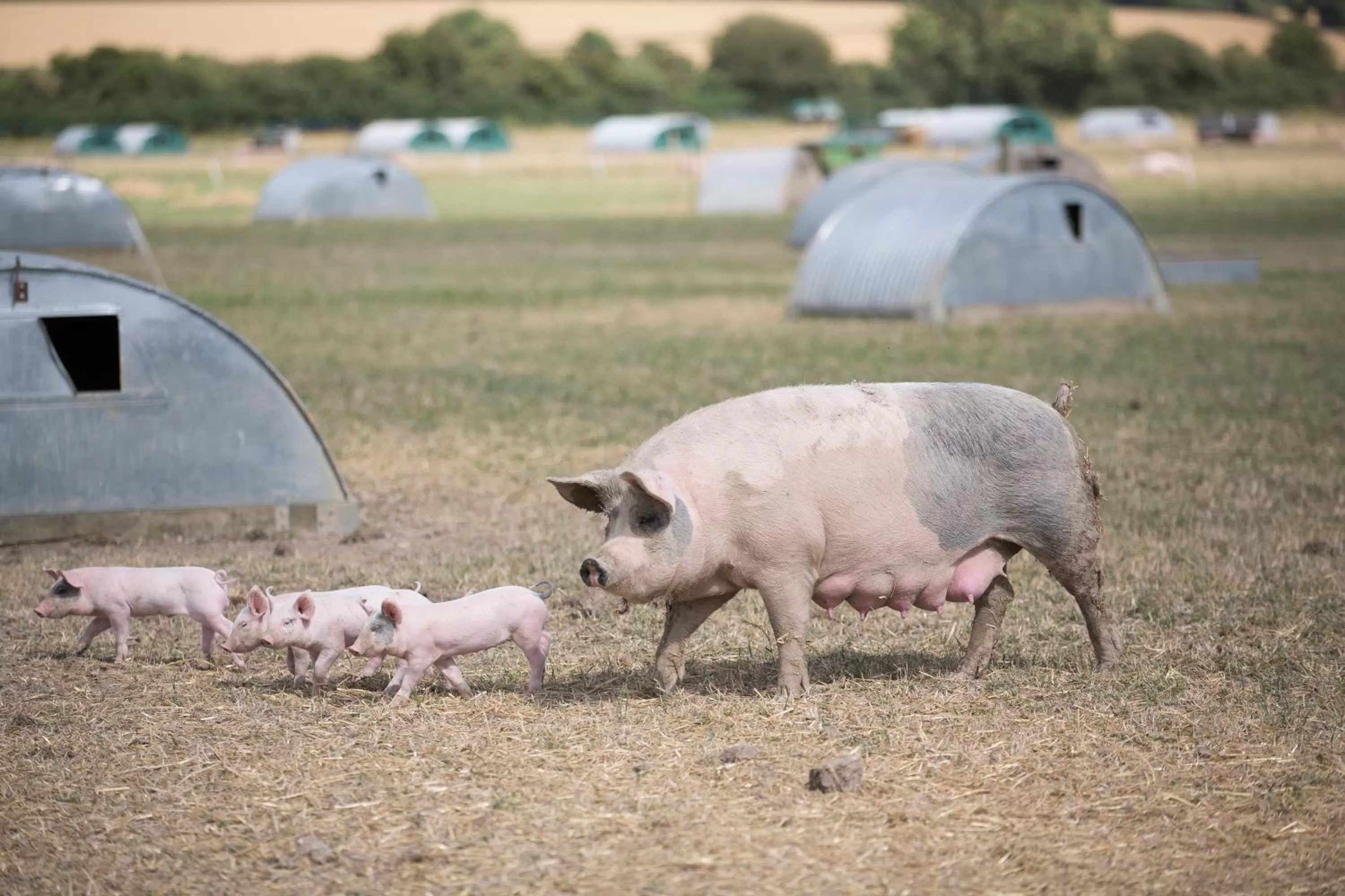 Animals in Helen Browning's Royal Oak