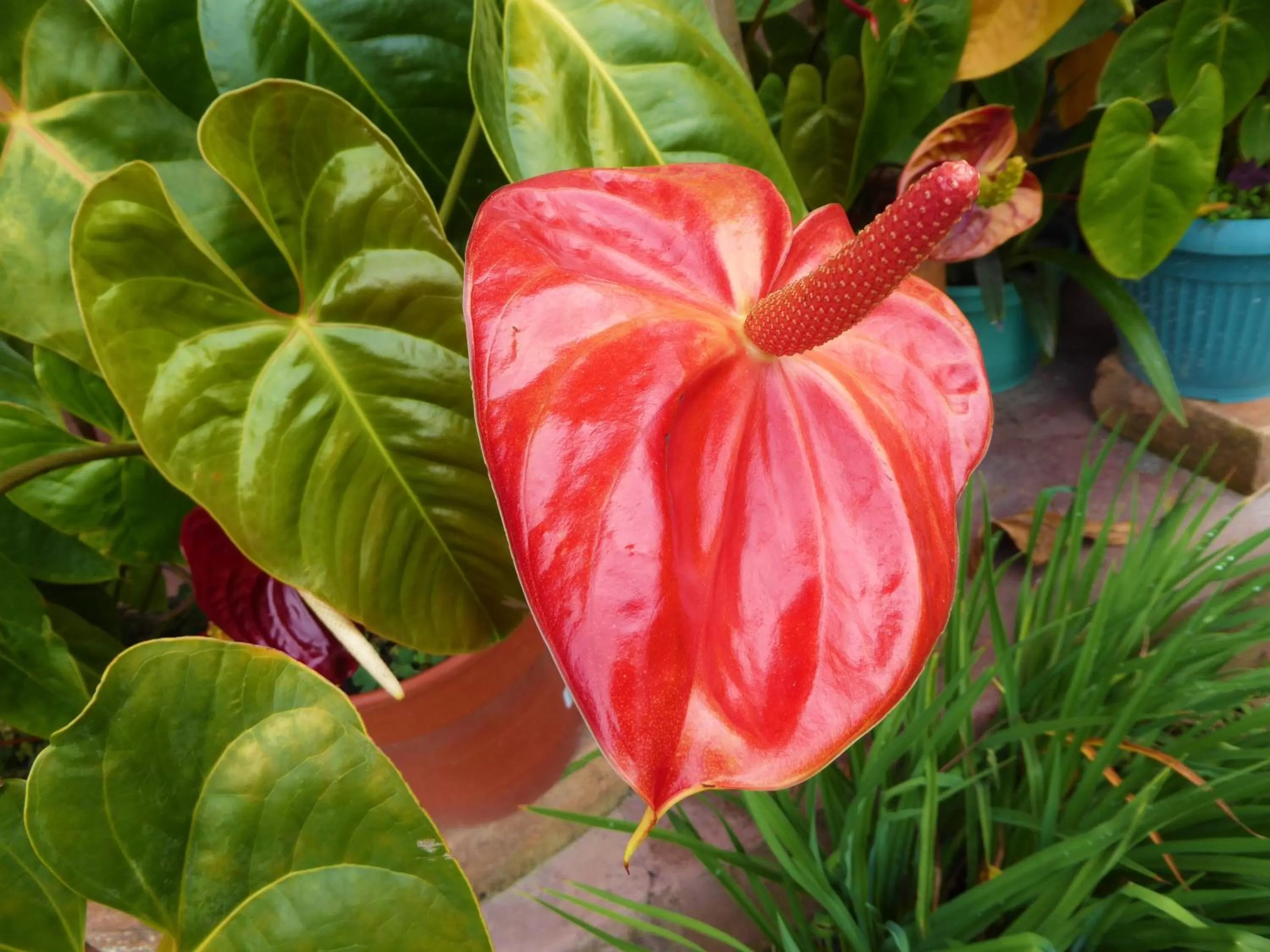 Garden in Finca El Cielo