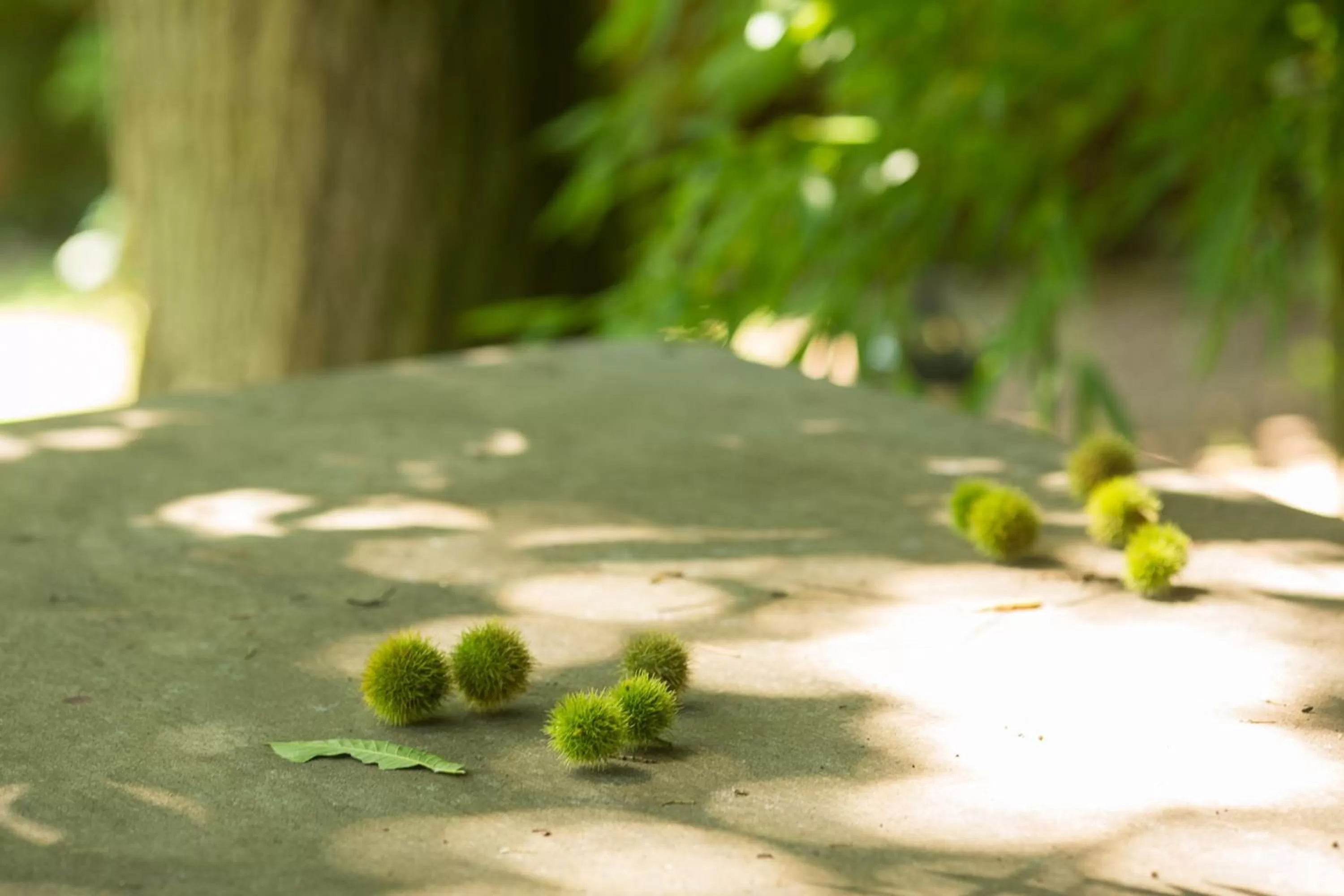 Garden in Casa a Pedreira Rias Baixas