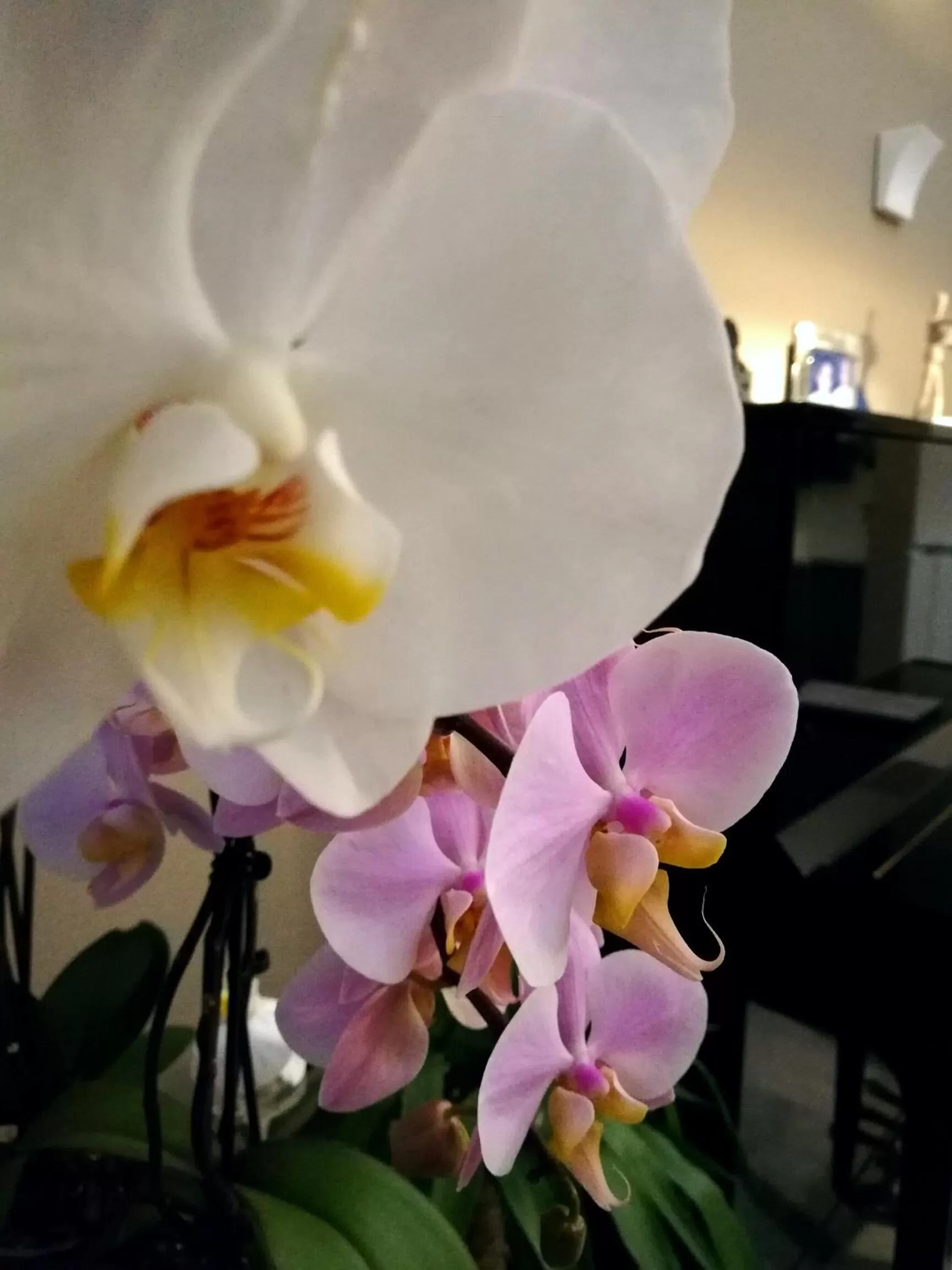 B&B Sorahnia - Design House