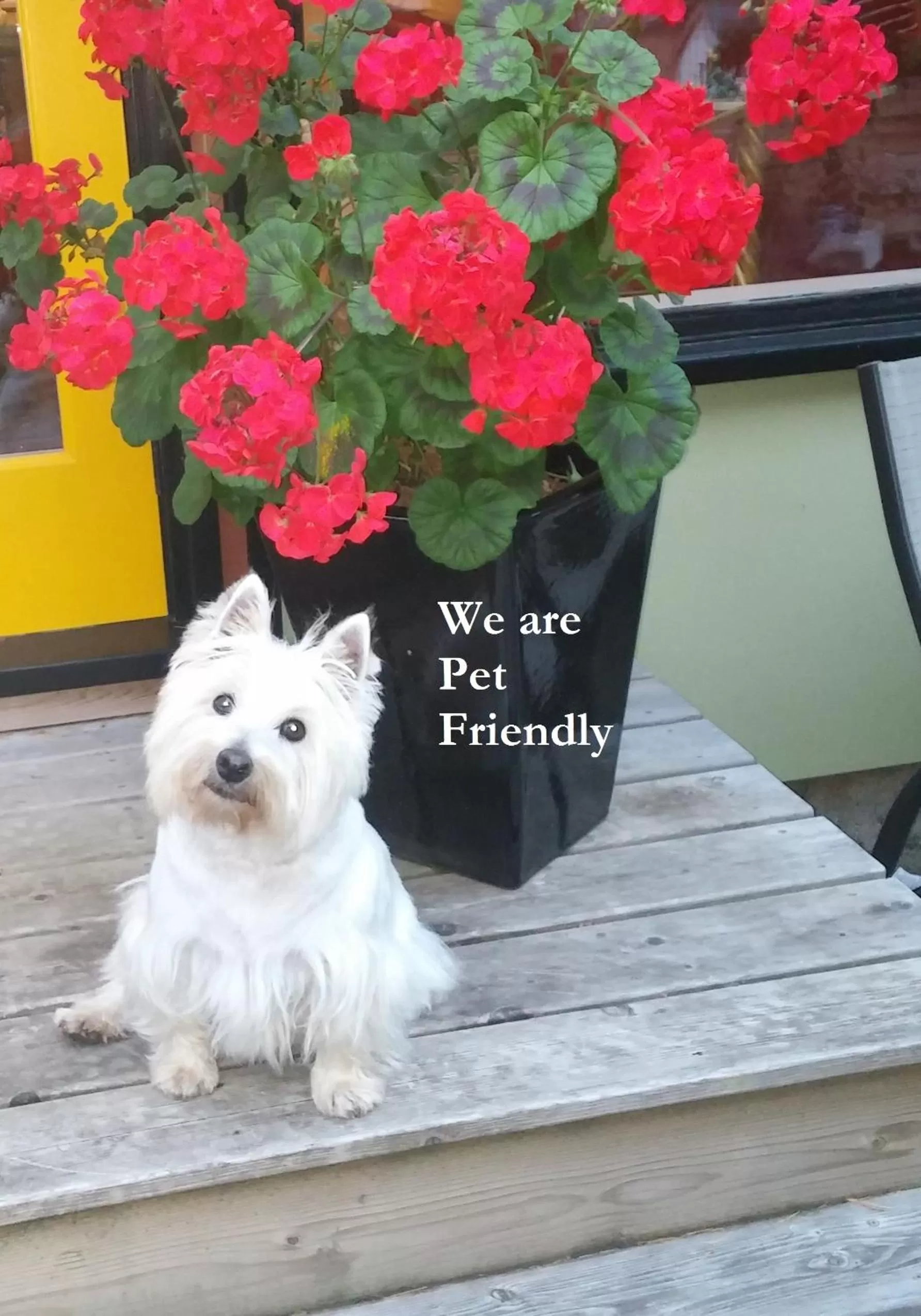 Pets in Divya Sutra Suites on Robson Downtown Vancouver