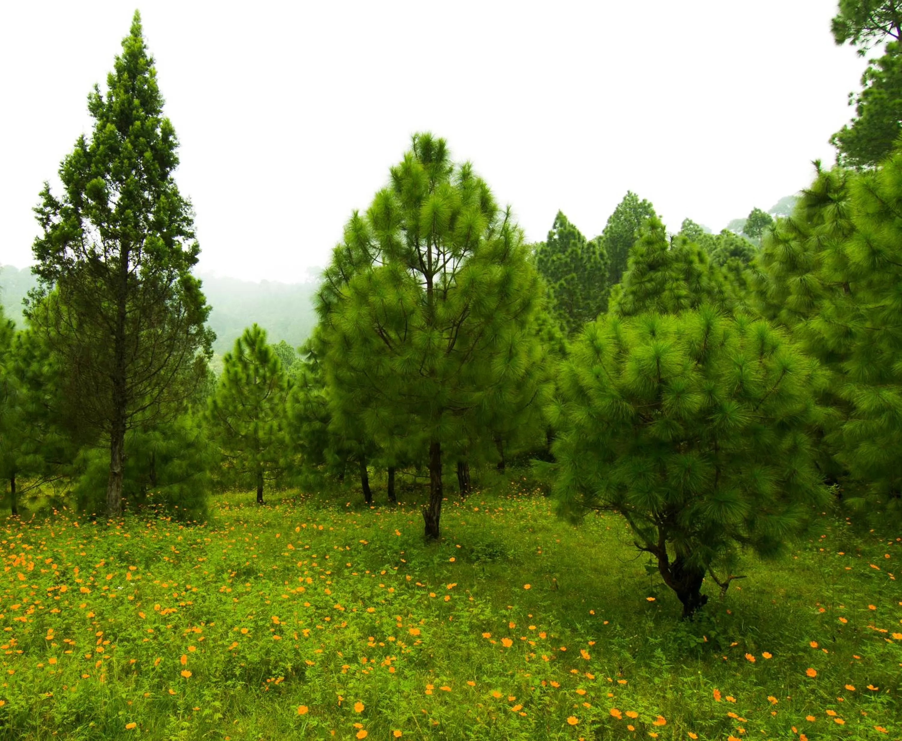 Natural landscape in Samskara & Samsara