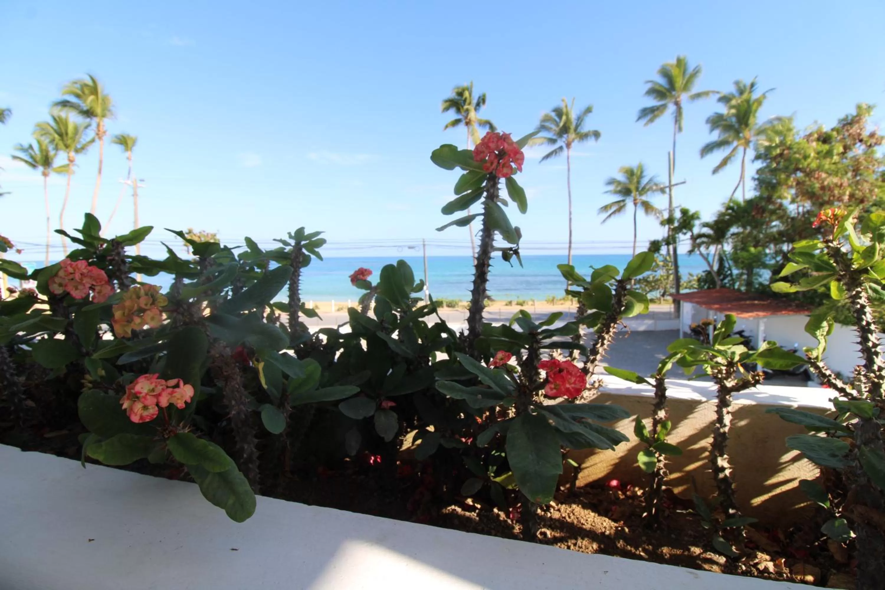 Garden view in Albachiara Hotel - Las Terrenas