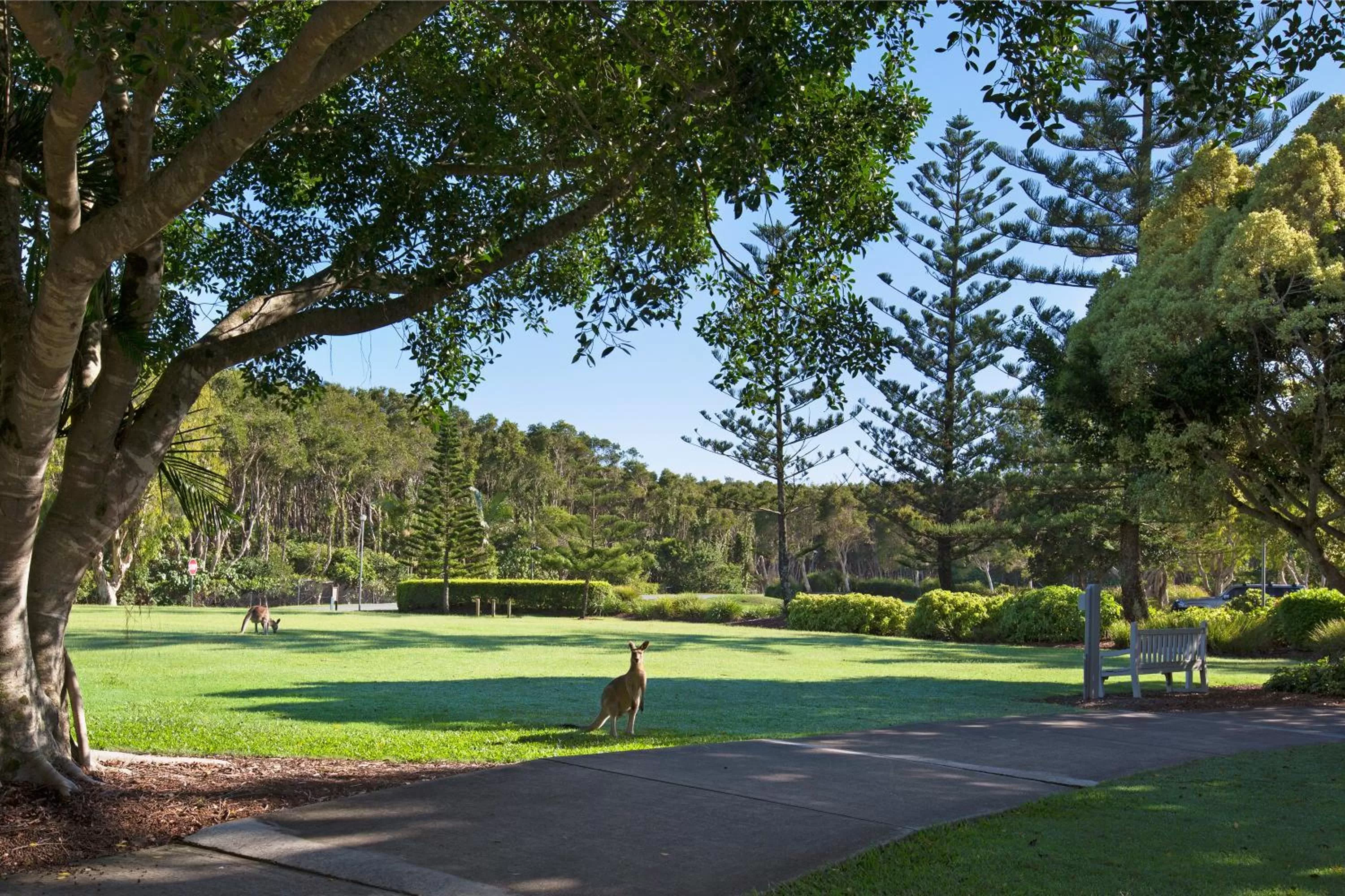 Natural landscape in Novotel Sunshine Coast Resort