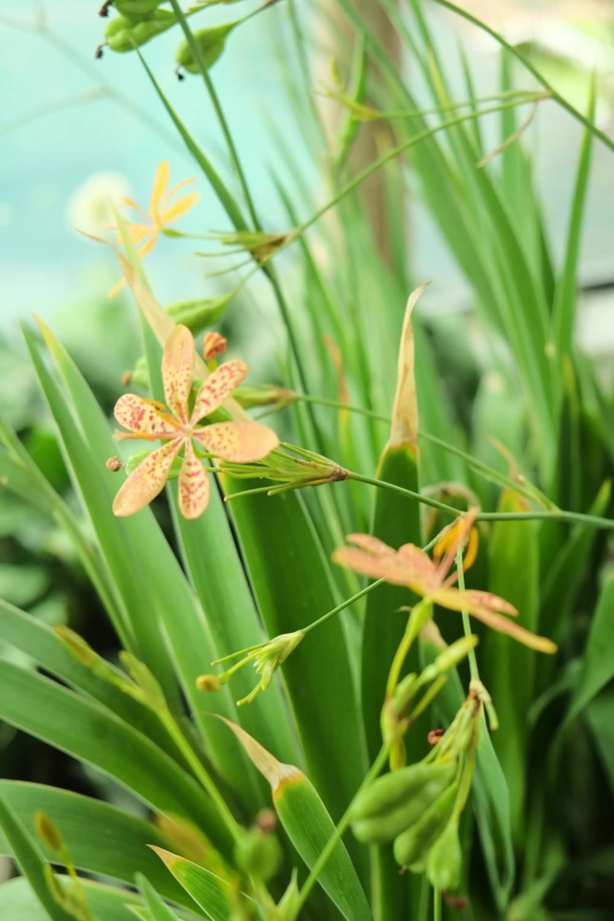 Garden in Auntie Liên's Homestay