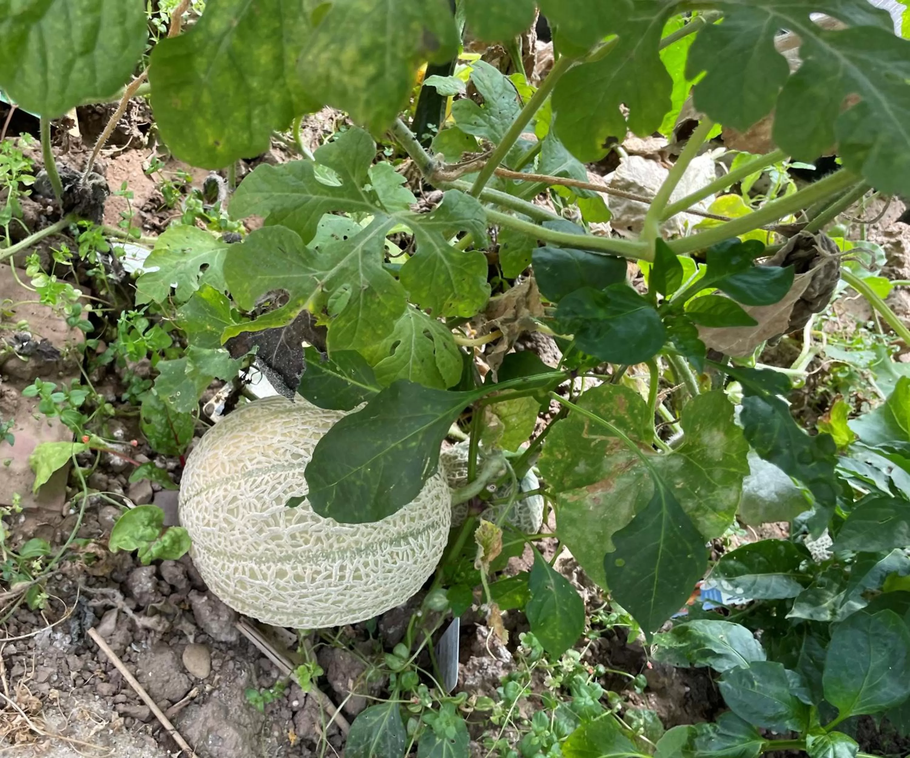 Garden in Jugendstil-Hof