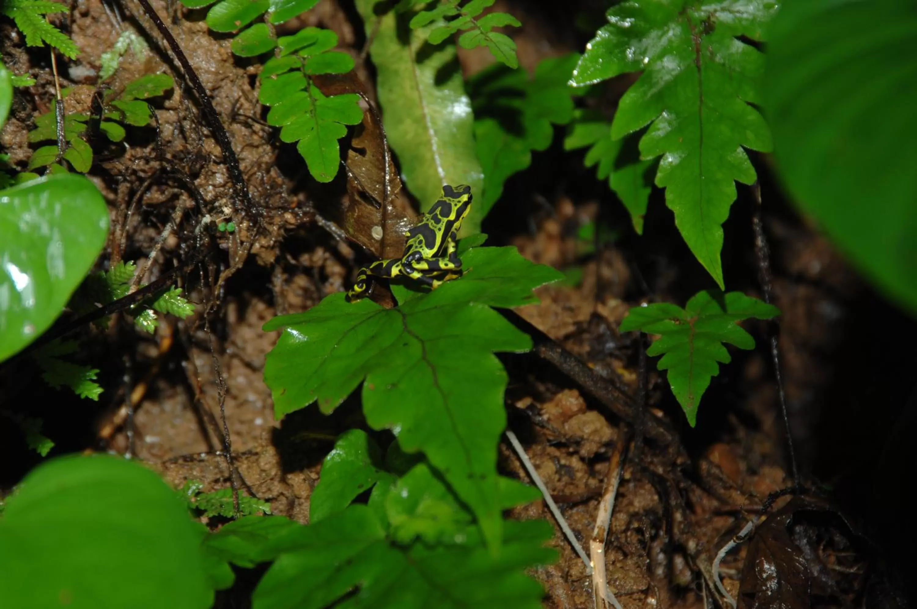 Off site, Other Animals in Posada Turística Rocas De Cabo Marzo