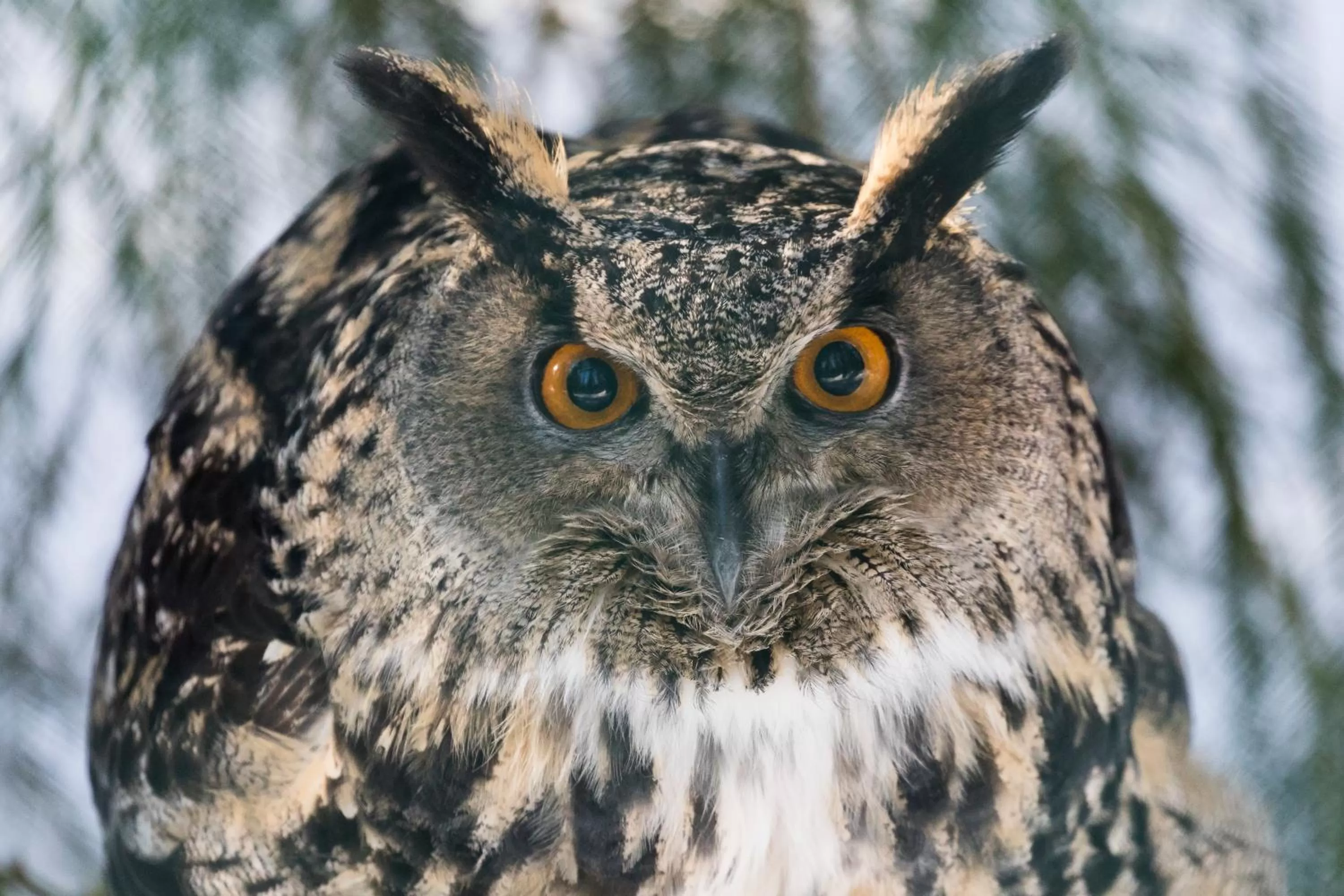 Activities in Ranua Resort Holiday Villas