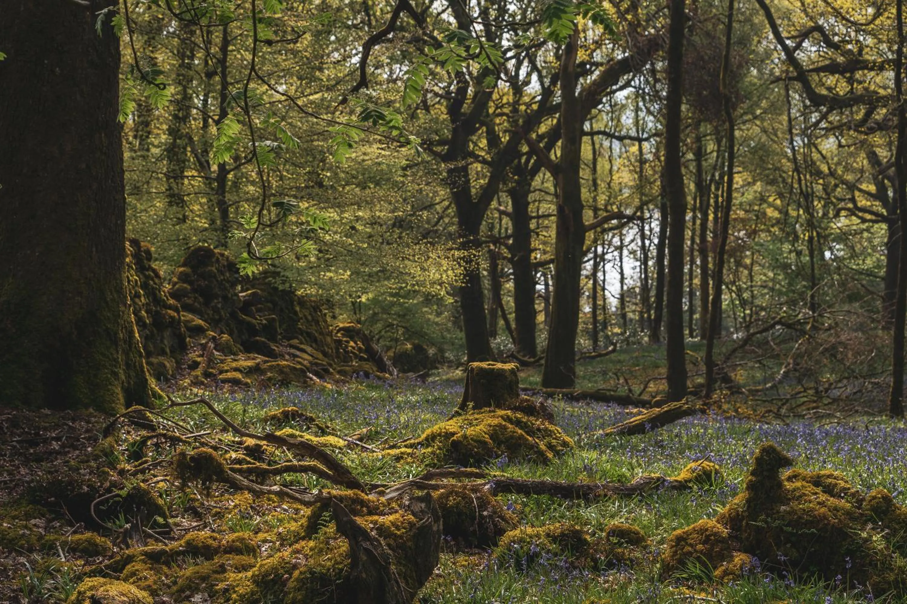 Garden in Merewood Country House Hotel