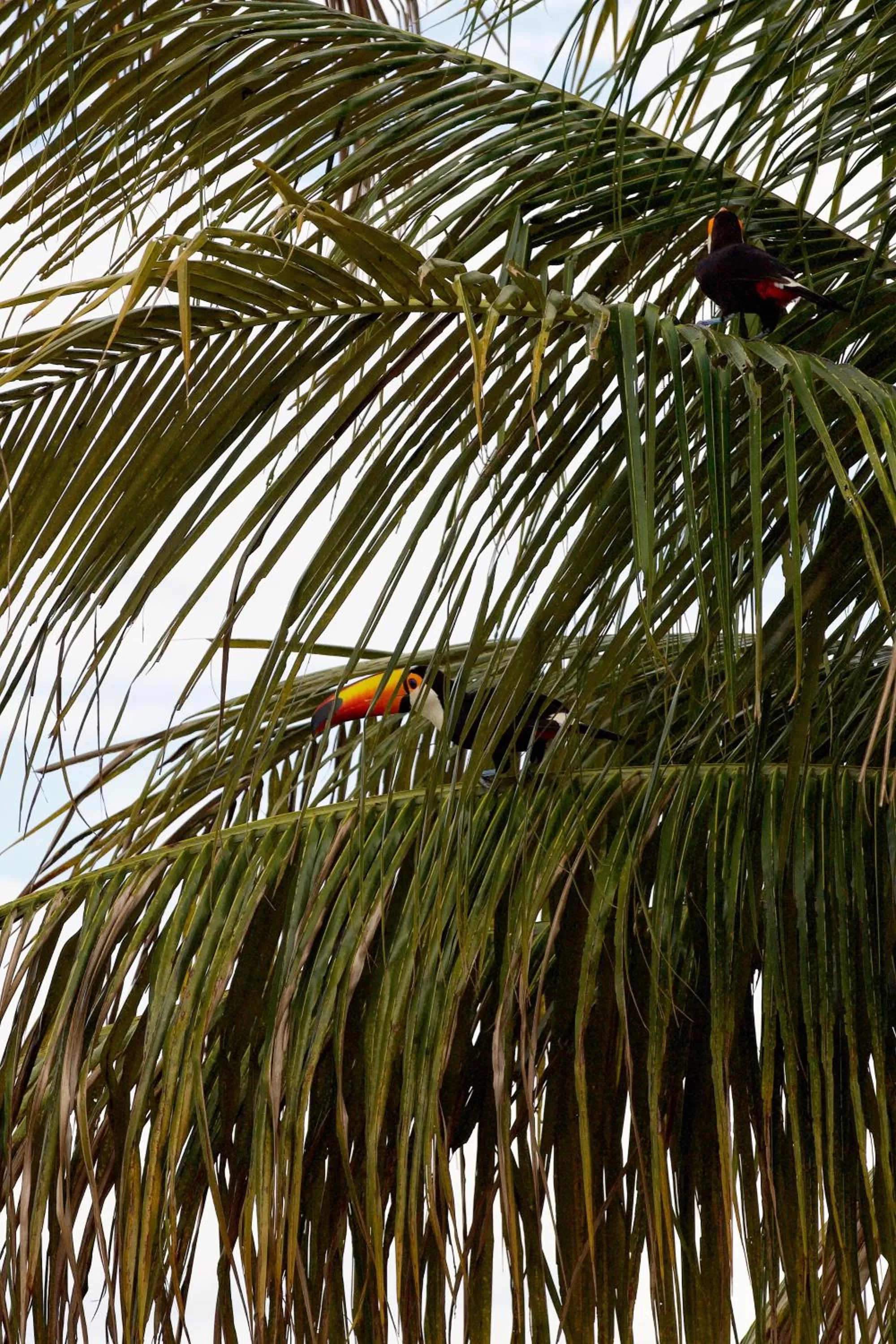 Garden in Villaê Pousada