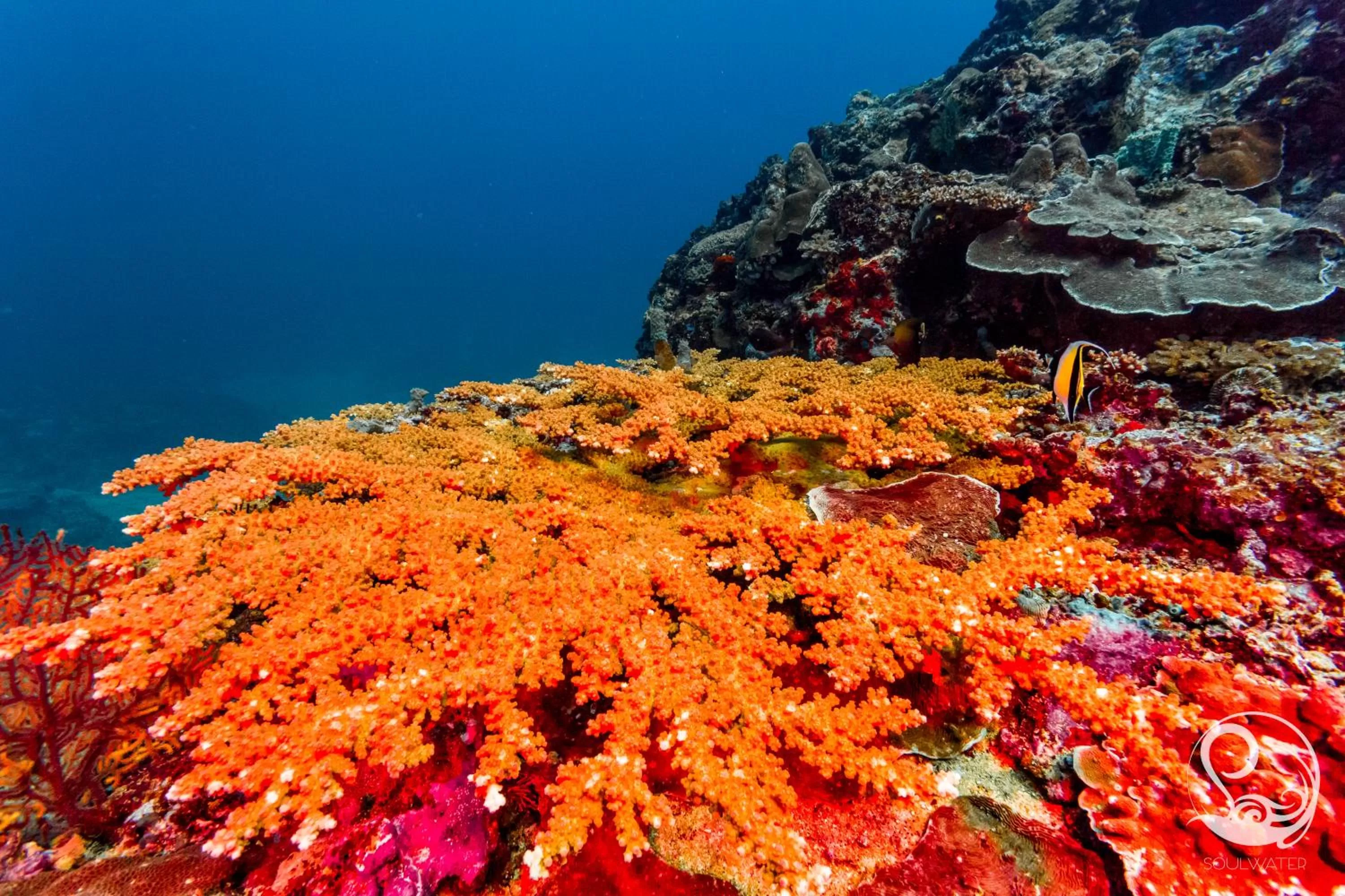 Activities in Oceans 5 Dive Resort