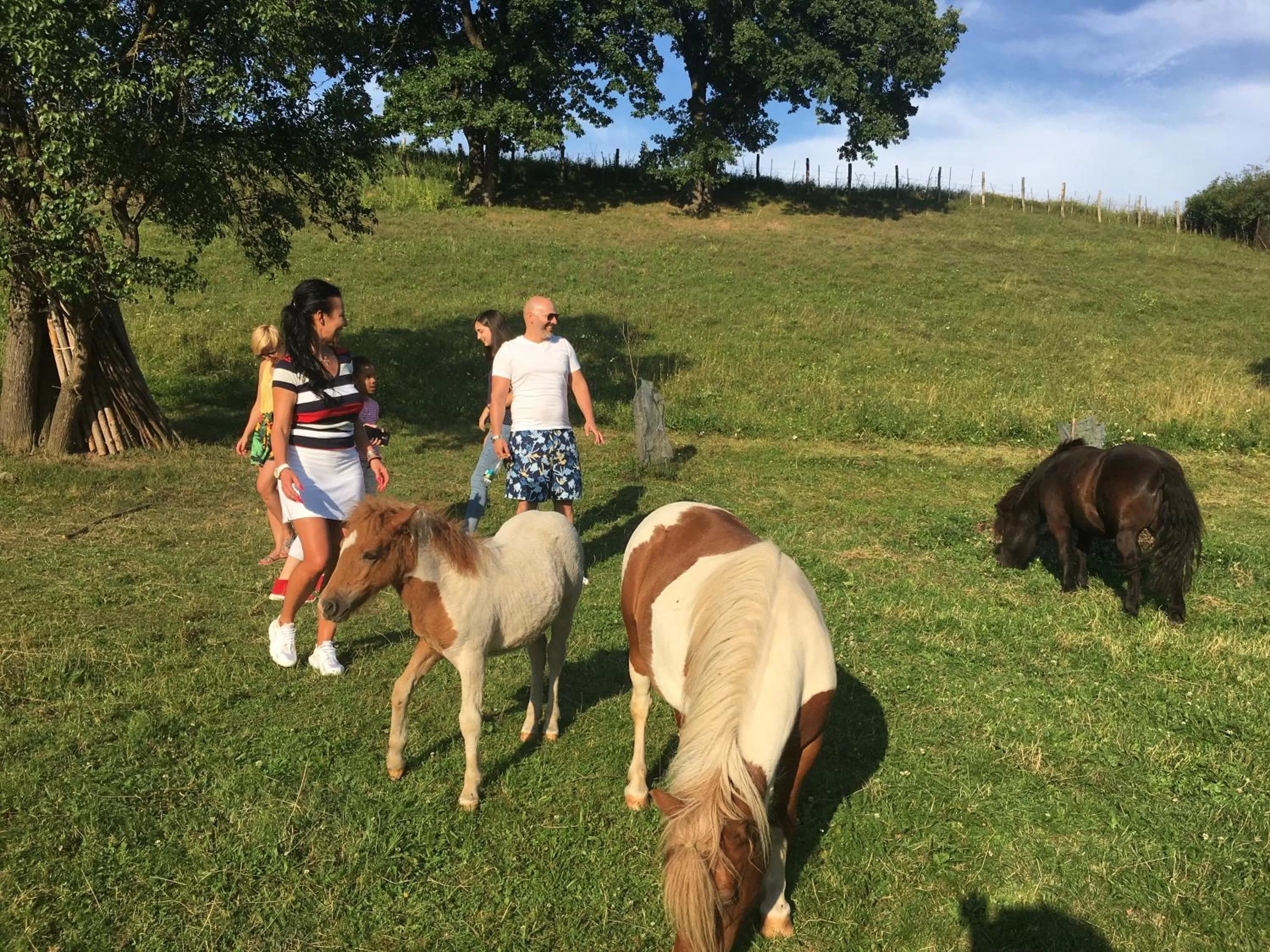 Day, Horseback Riding in Pensiunea SilvAnka