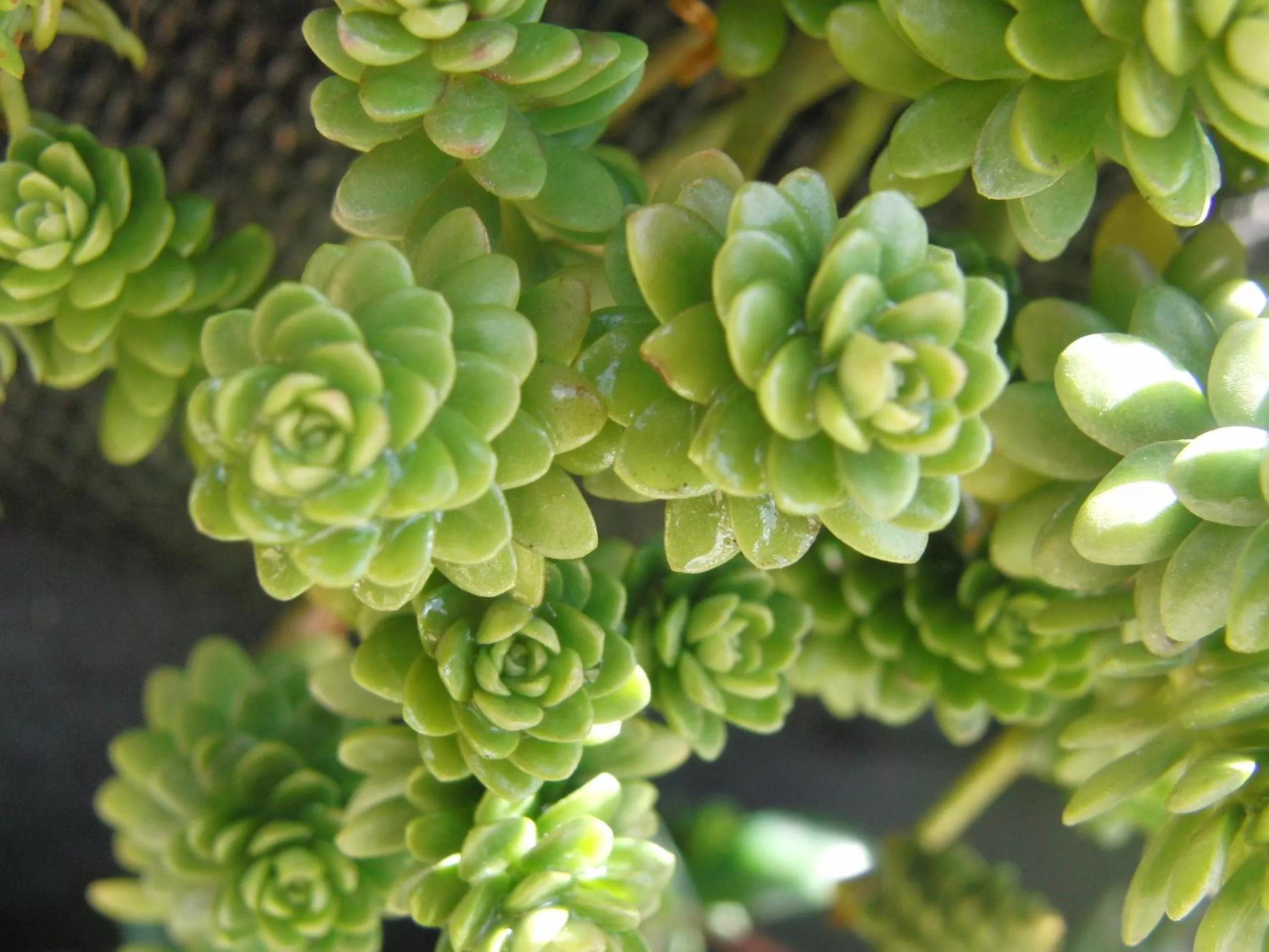 Garden in Hotel Campestre Franchesca