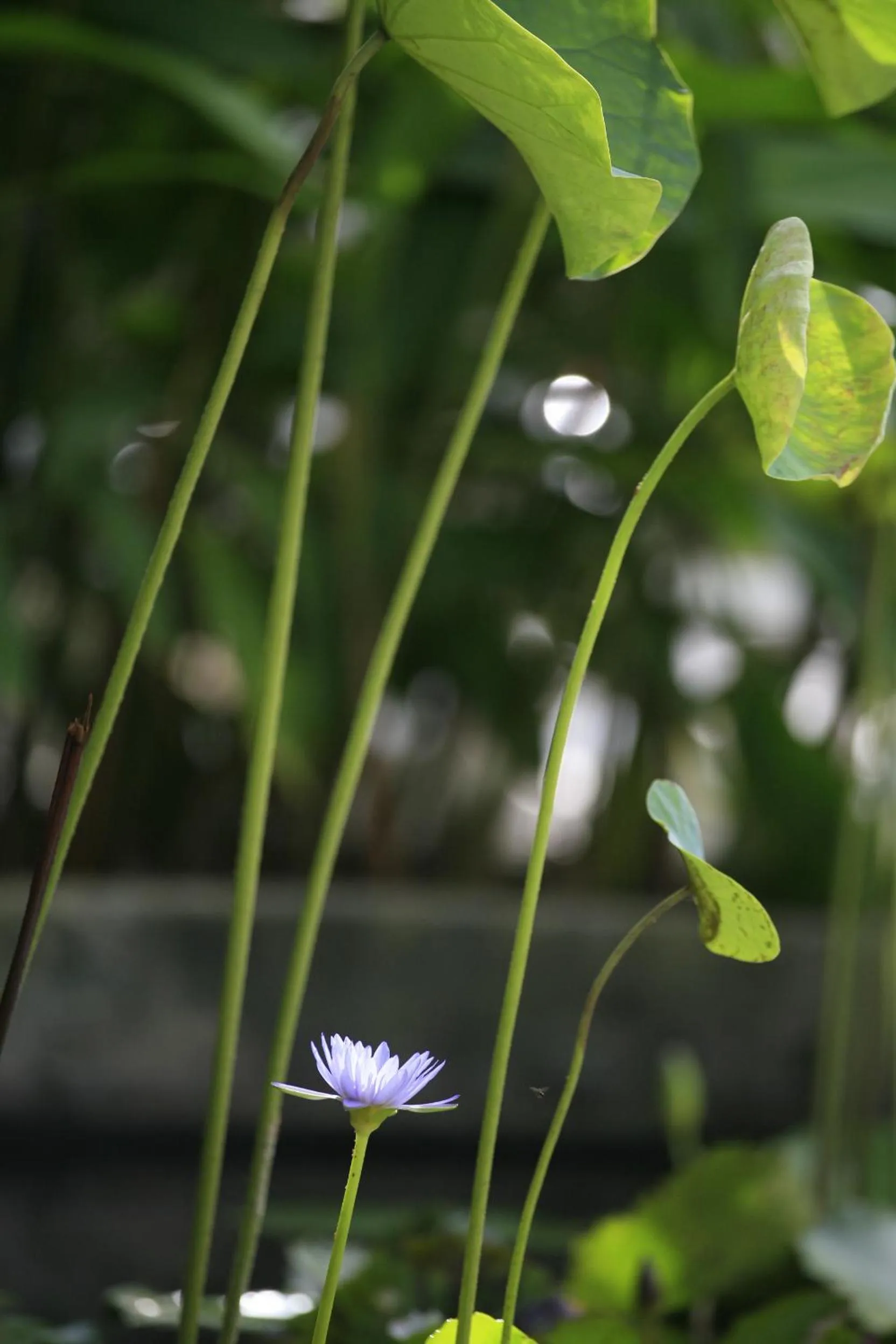 Garden in Sunset Beach Resort