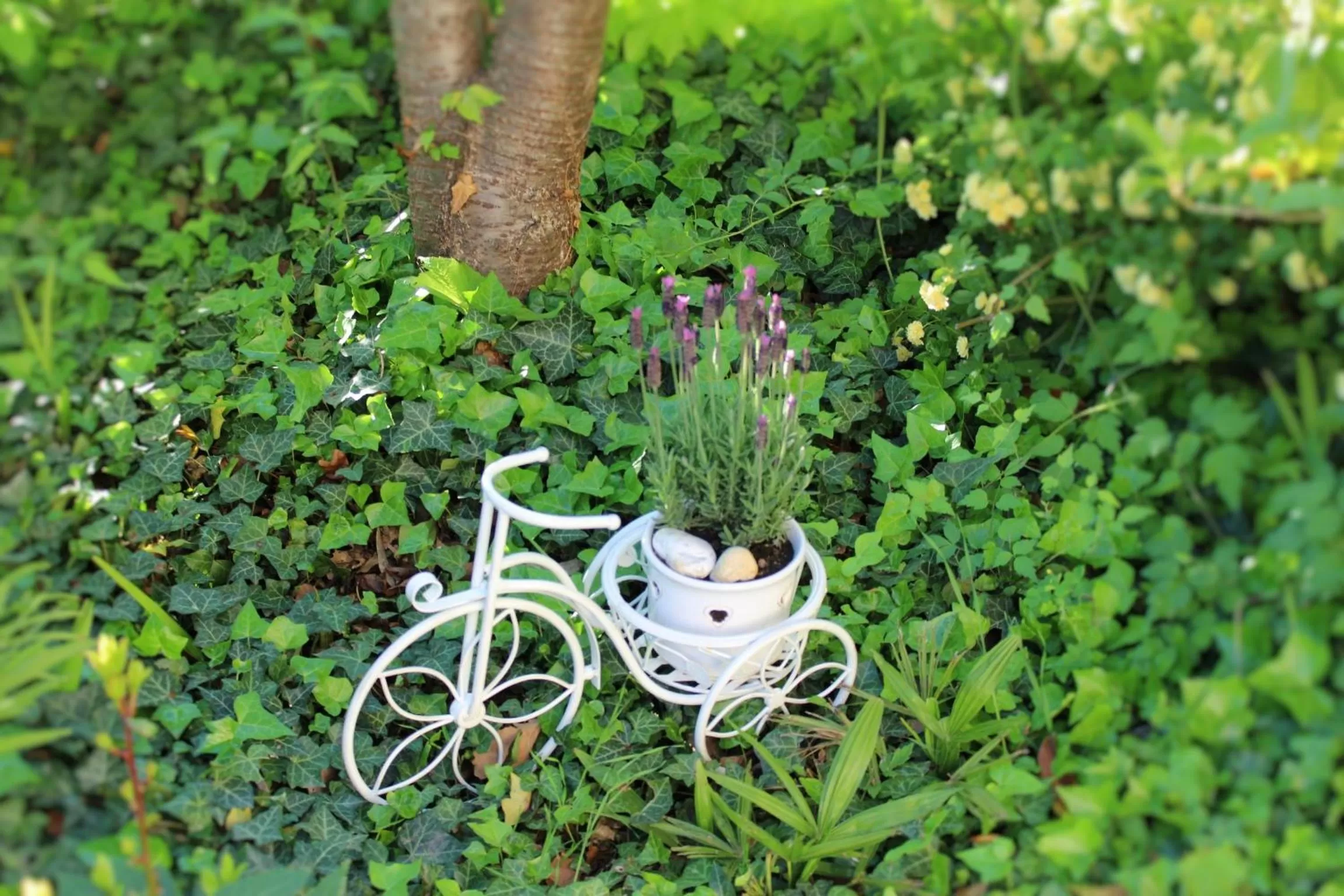 Garden in Gartenresidence Stephanie by Hotel Rotwand