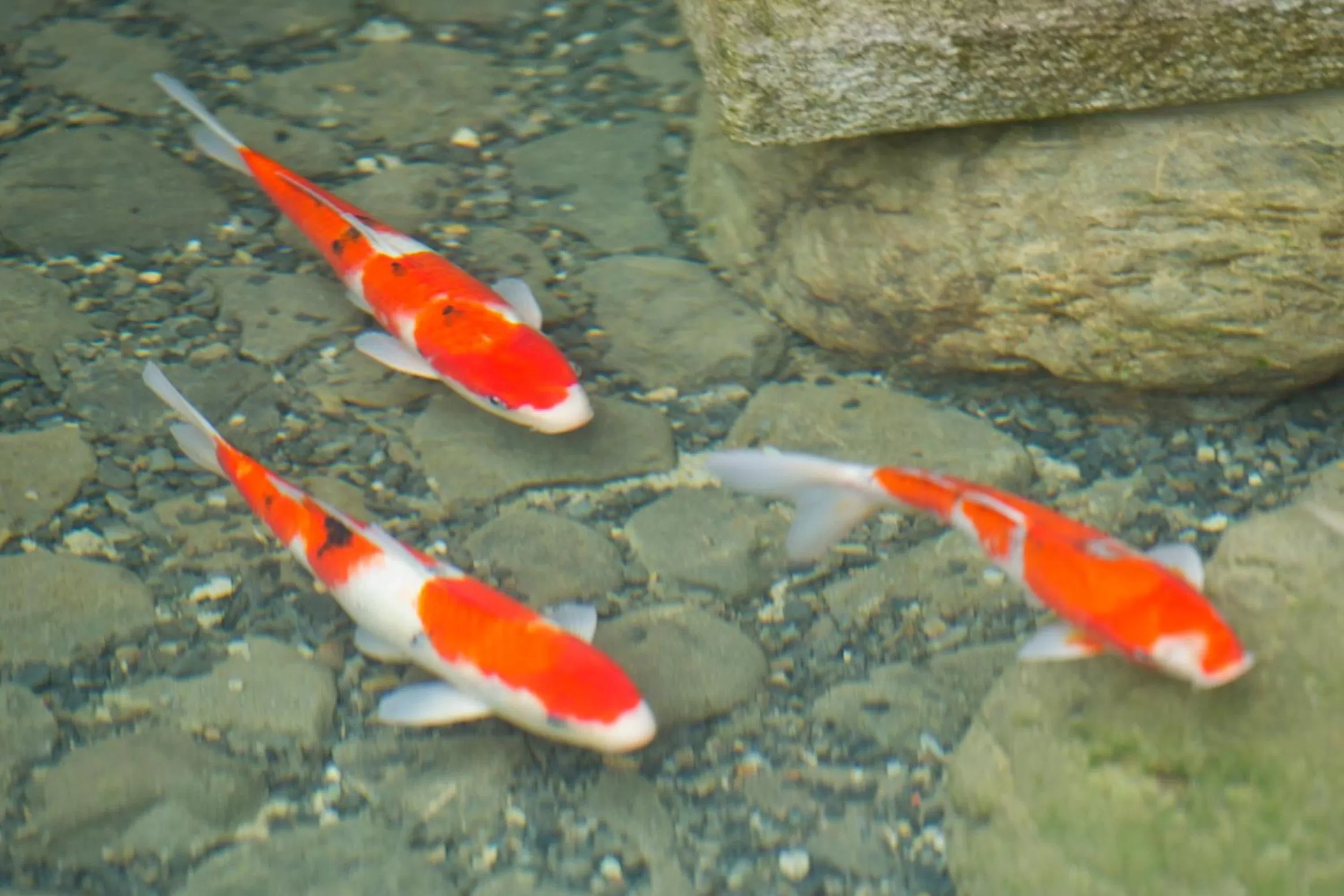 Garden view in Kadensho, Arashiyama Onsen, Kyoto - Kyoritsu Resort
