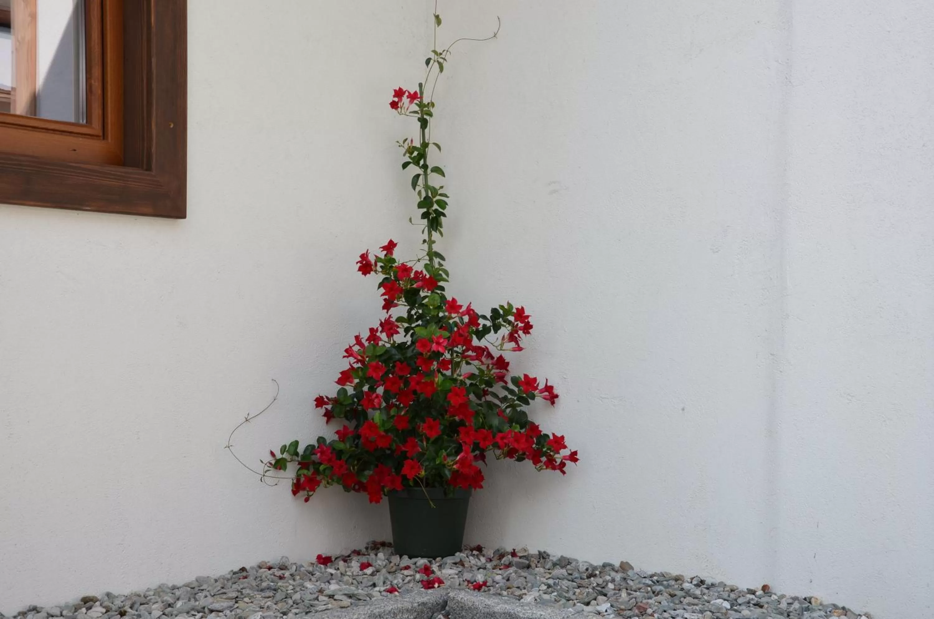 Facade/entrance in Pension zum Schreiner