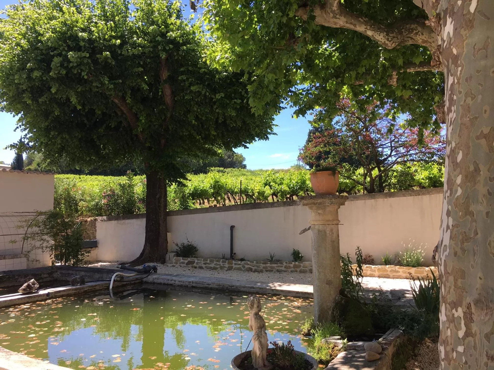 Garden, Swimming Pool in DOMAINE FORVENT
