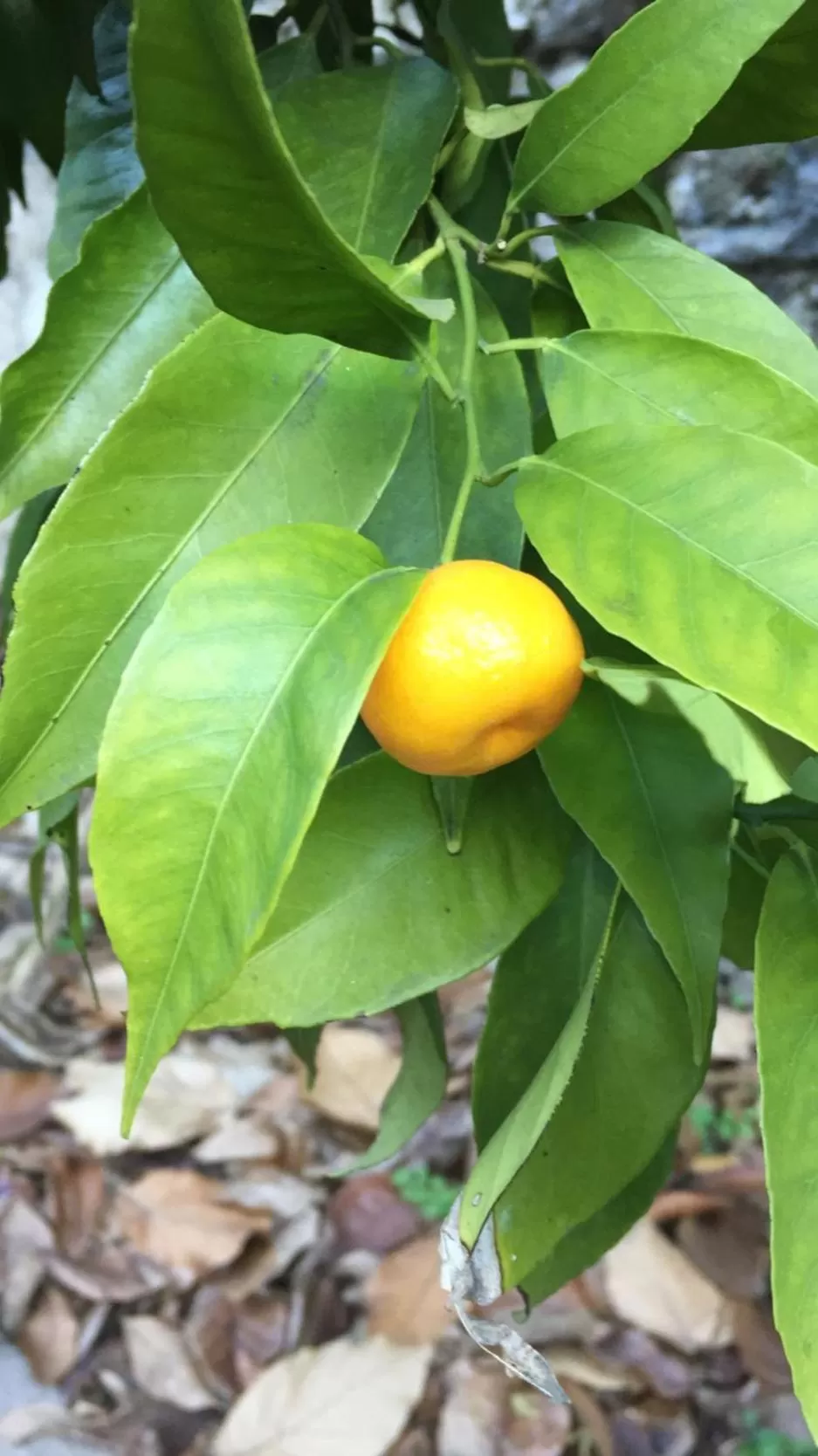 Winter in B&B Villa Rosalinda